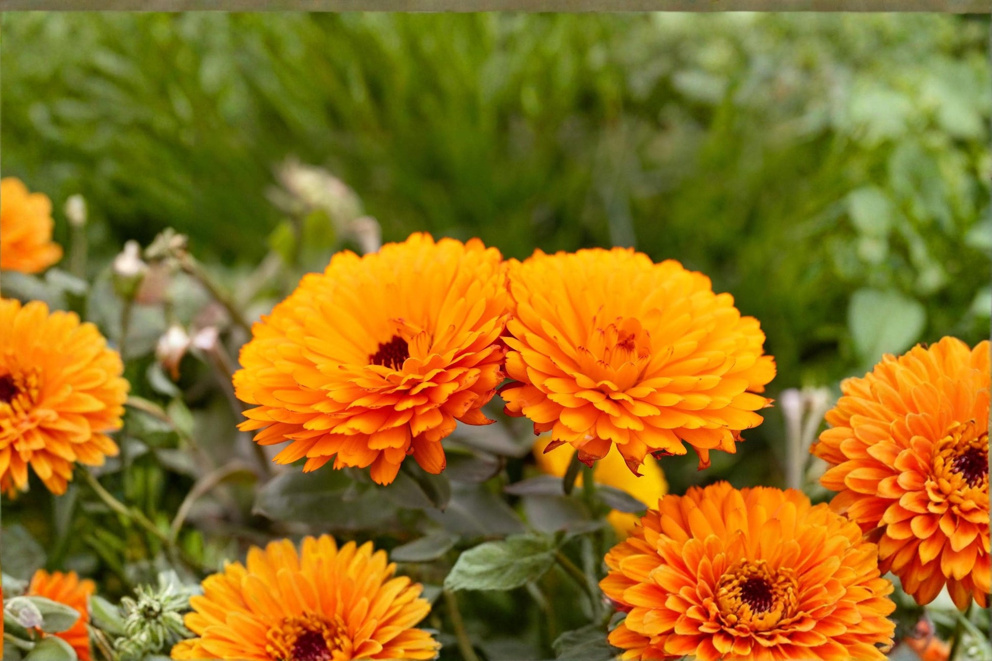 Orange Calendula Seeds - Pacific Beauty Variety - Calendula officinalis - Annual Flower for Garden Borders & Bedding