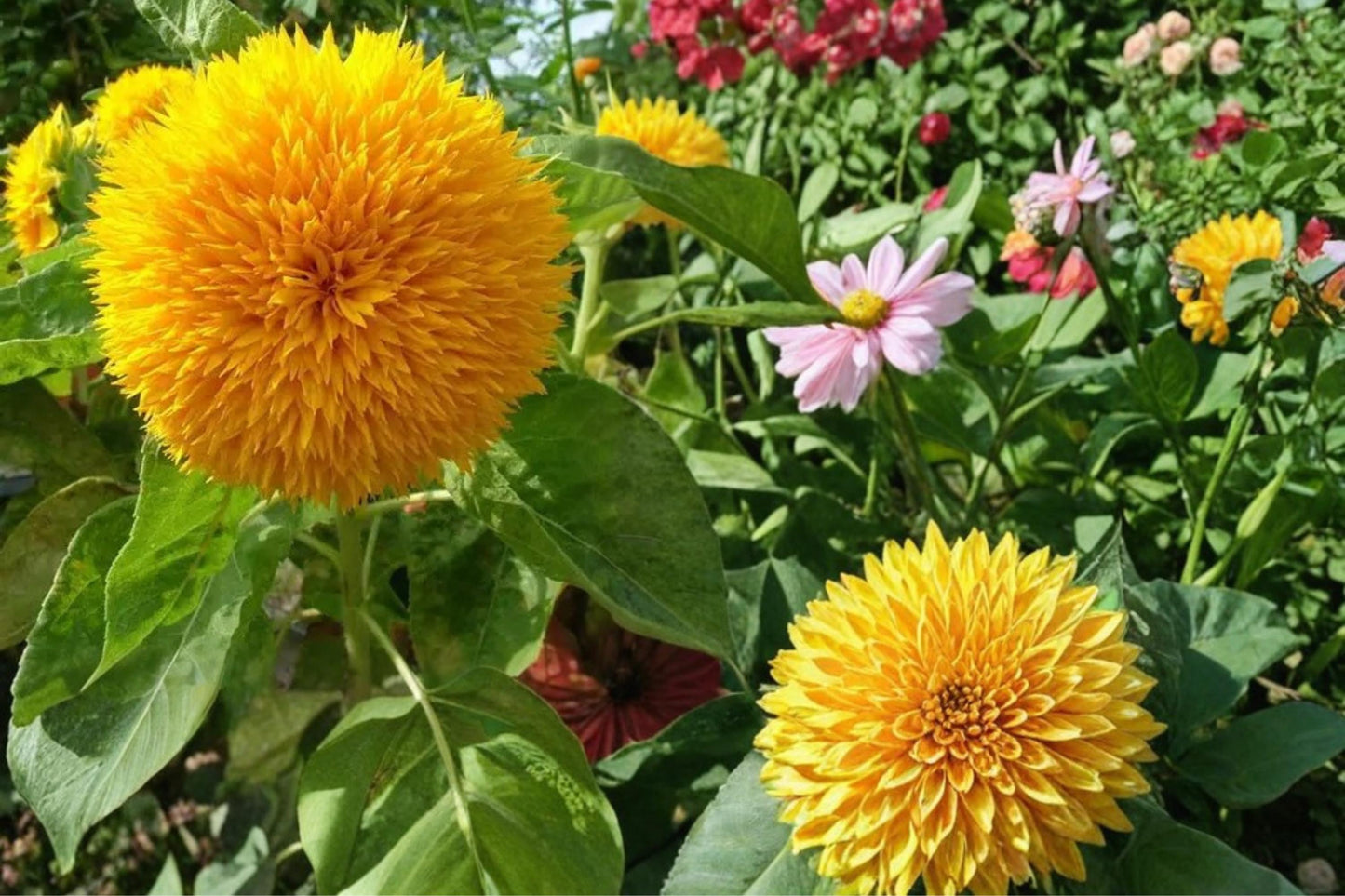 Teddy Bear Sunflower Seeds - 15 Pack - Double Yellow Blooms - Helianthus annuus - Annual Flower for Garden Borders and Bedding
