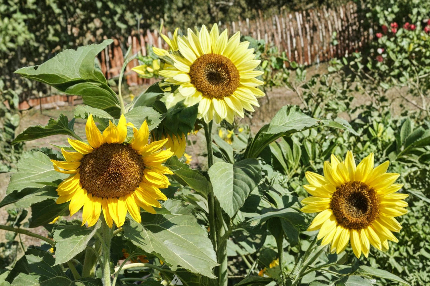 Sunspot Sunflower Seeds - 15 Premium Seeds - Helianthus annuus - Compact Annual with Large Yellow Blooms for Garden Borders