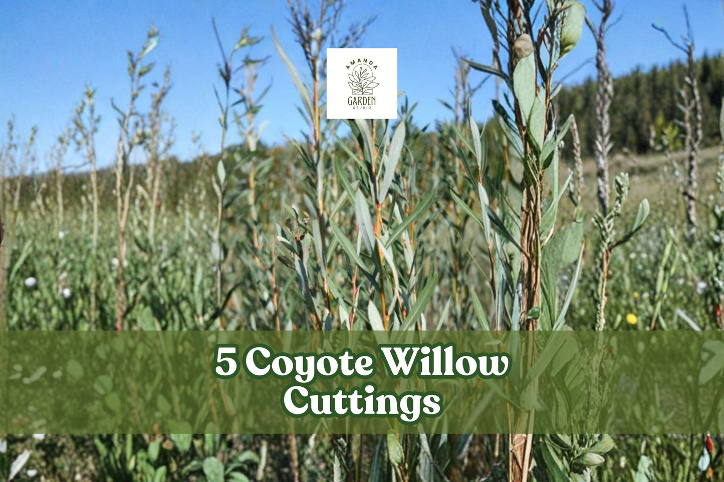 5 Coyote Willow Cuttings - Sandbar Willow Shrub - Salix exigua - Fast-Growing Native Plant for Outdoor Gardens, Hedges, Borders