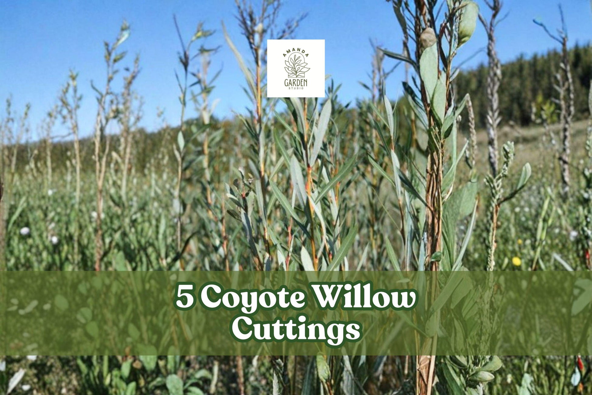 5 Coyote Willow Cuttings - Sandbar Willow Shrub - Salix exigua - Fast-Growing Native Plant for Outdoor Gardens, Hedges, Borders