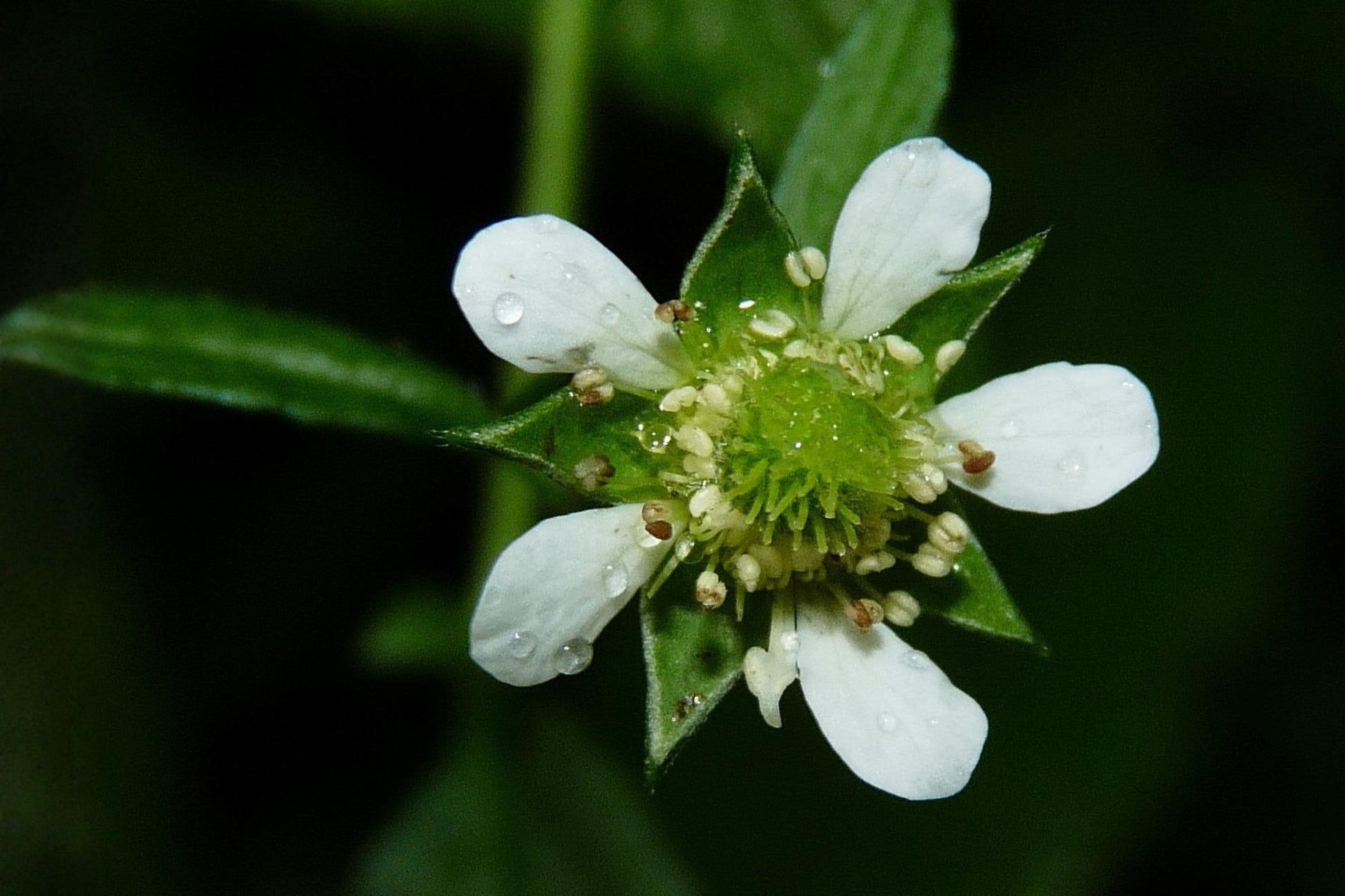 White Avens Seeds (100) | Geum canadense | Native Wildflower for Woodland Gardens and Shade Areas