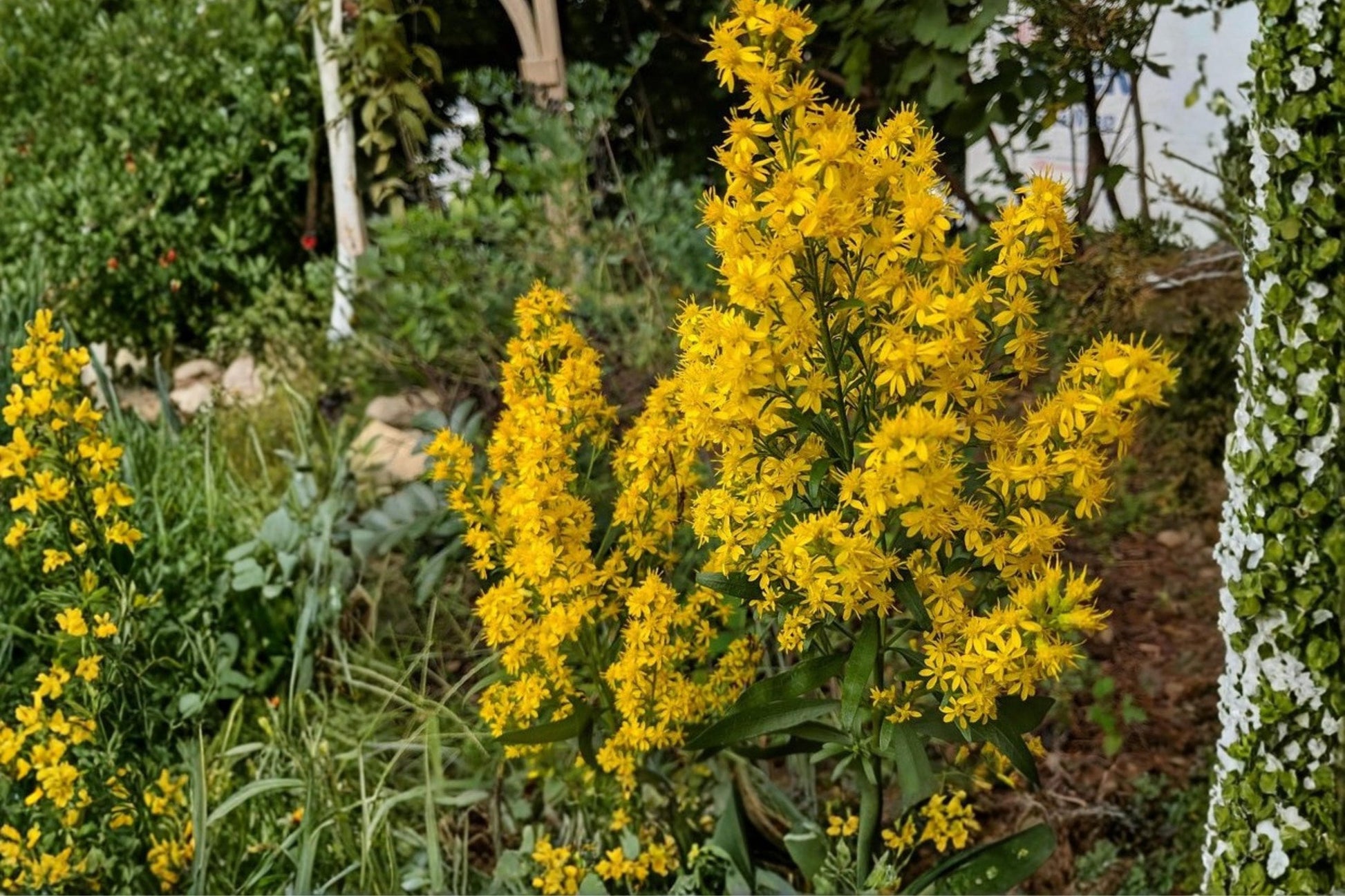 Showy Goldenrod Seeds - 100 Perennial Wildflower Seeds - Bright Yellow Blooms - Solidago speciosa - Pollinator Plant for Meadows
