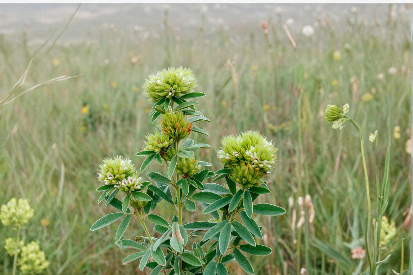 Roundhead Bush Clover Seeds - 30 Perennial Seeds - Lespedeza capitata - Cream to Pale Yellow Wildflower for Dry Soils