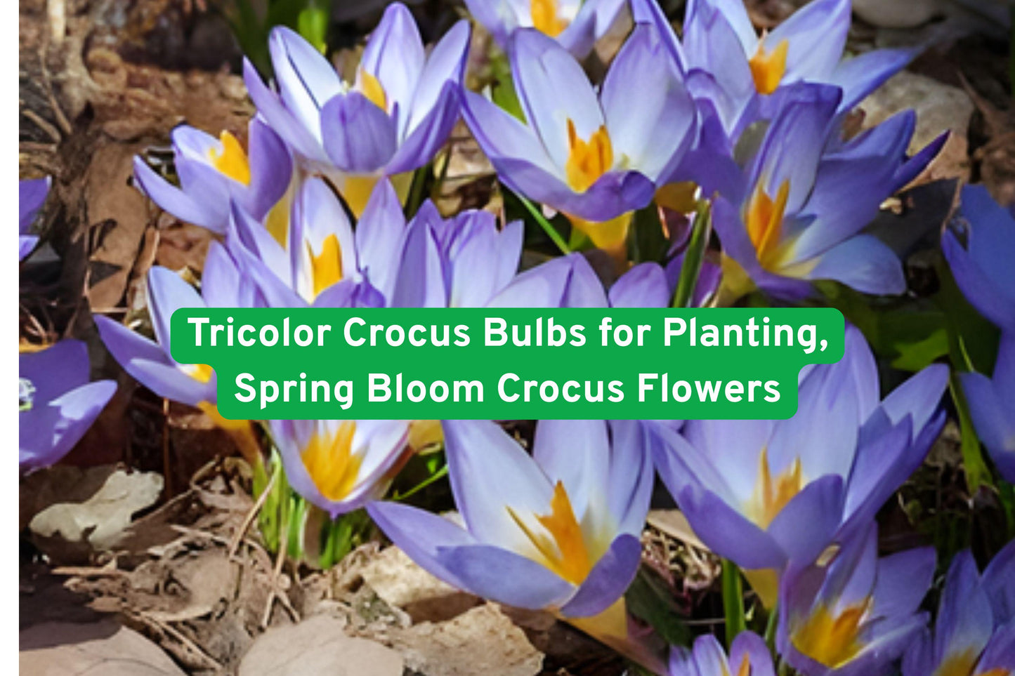 Tricolor Crocus Bulbs for Planting - Purple, Yellow, White Flowers - Early Spring Blooming Perennial (Crocus spp.)