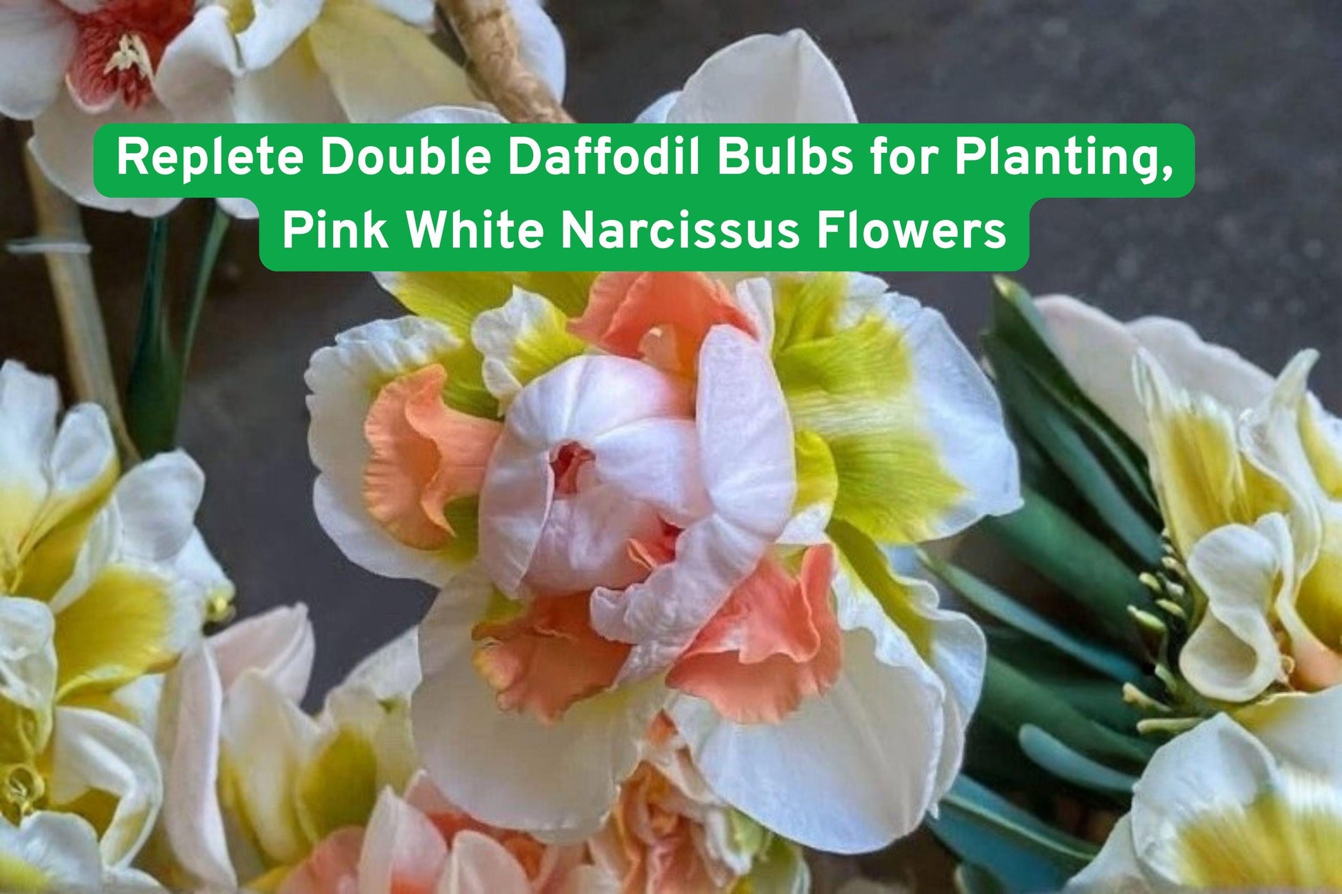 Replete Double Daffodil Bulbs - Pink White Narcissus Flowers for Planting - Perennial Spring Blooms - Easy to Grow Bulbs