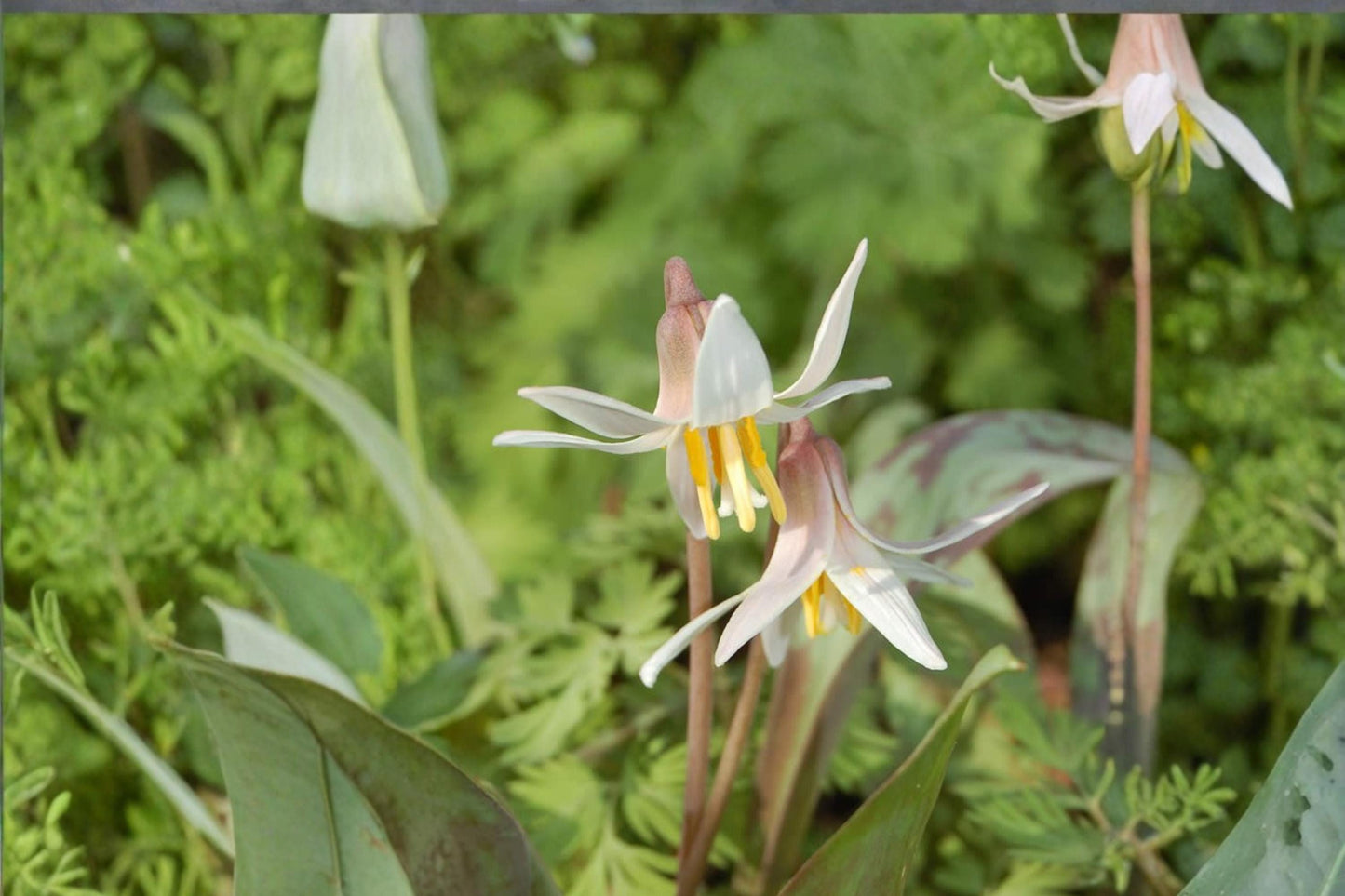 White Trout Lily Seeds - 5 Seeds Erythronium albidum - Perennial Woodland Plant with White Flowers for Shade Gardens