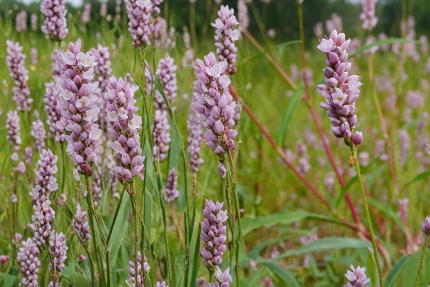Pinkweed Seeds 15 Pack - Persicaria pensylvanica - Annual Wildflower with Pink Flowers for Pollinators and Moist Soils