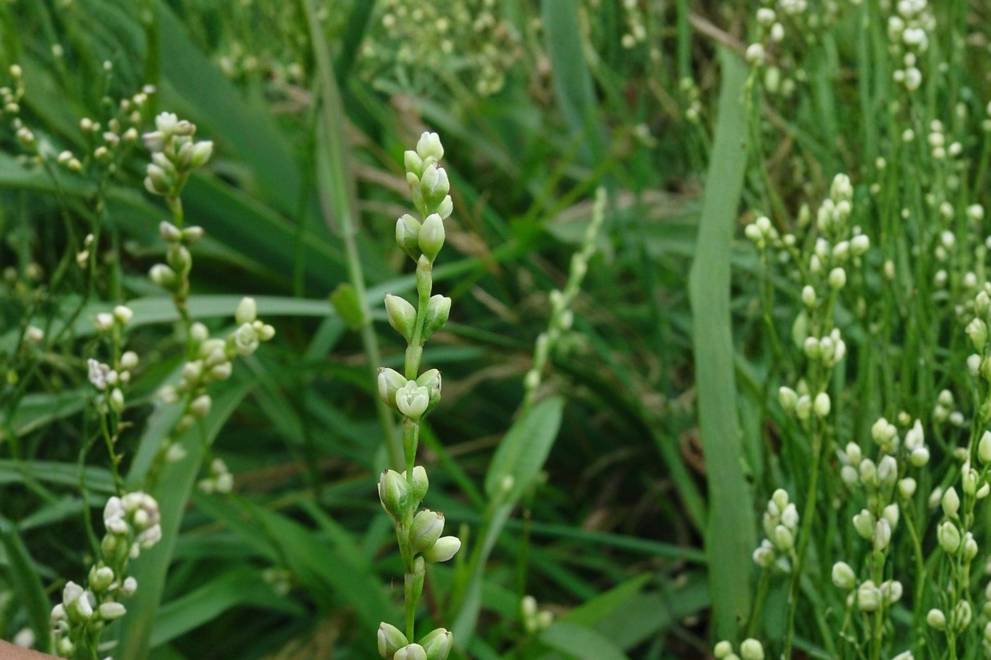 Smartweed Seeds - 30 Seeds - Pink Wildflower - Persicaria punctata - Moisture-Loving Annual for Pollinators & Wetlands