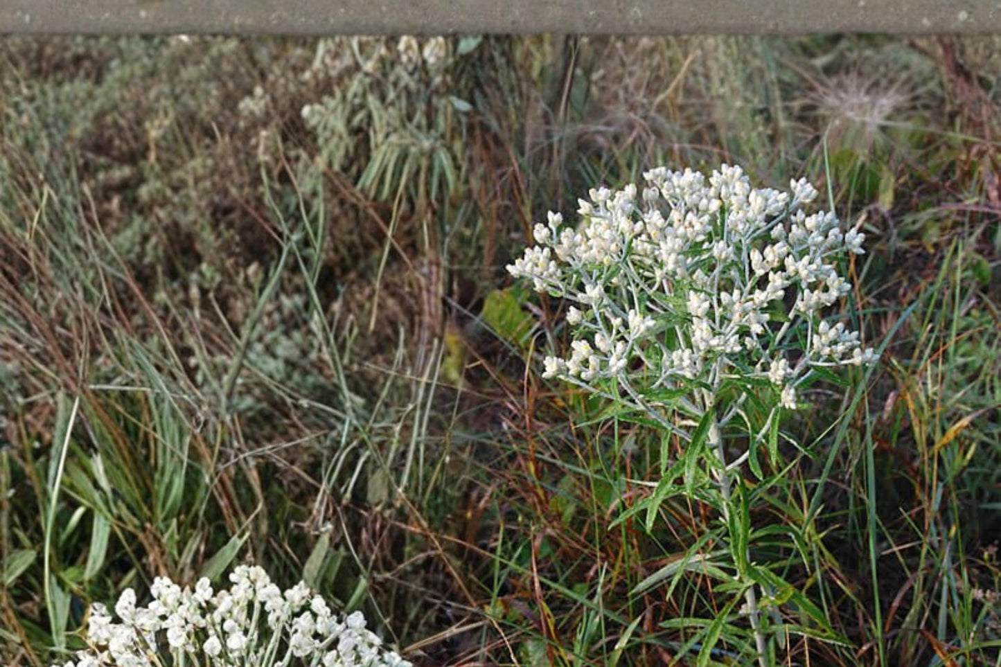 Sweet Everlasting Seeds 500 Count – Pseudognaphalium obtusifolium – White Wildflower for Pollinators, Silvery Foliage, Annual/Biennial