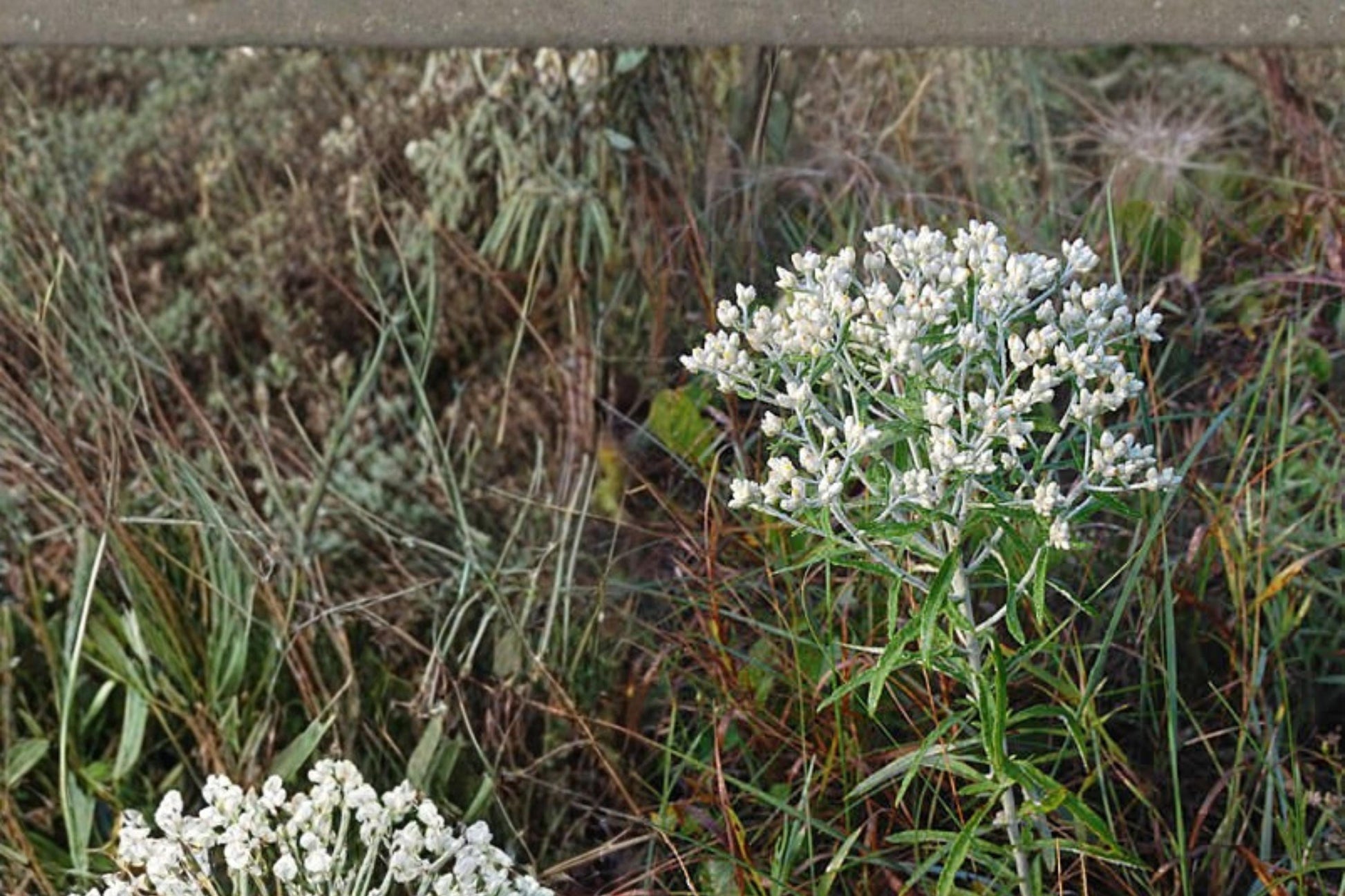 Sweet Everlasting Seeds 500 Count – Pseudognaphalium obtusifolium – White Wildflower for Pollinators, Silvery Foliage, Annual/Biennial