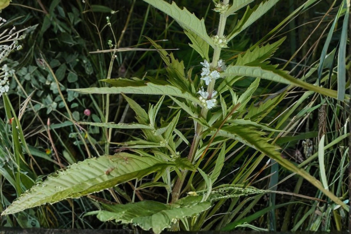 American Bugleweed Seeds 500 Count - Lycopus americanus - Perennial Wetland Plant with White to Pale Purple Flowers