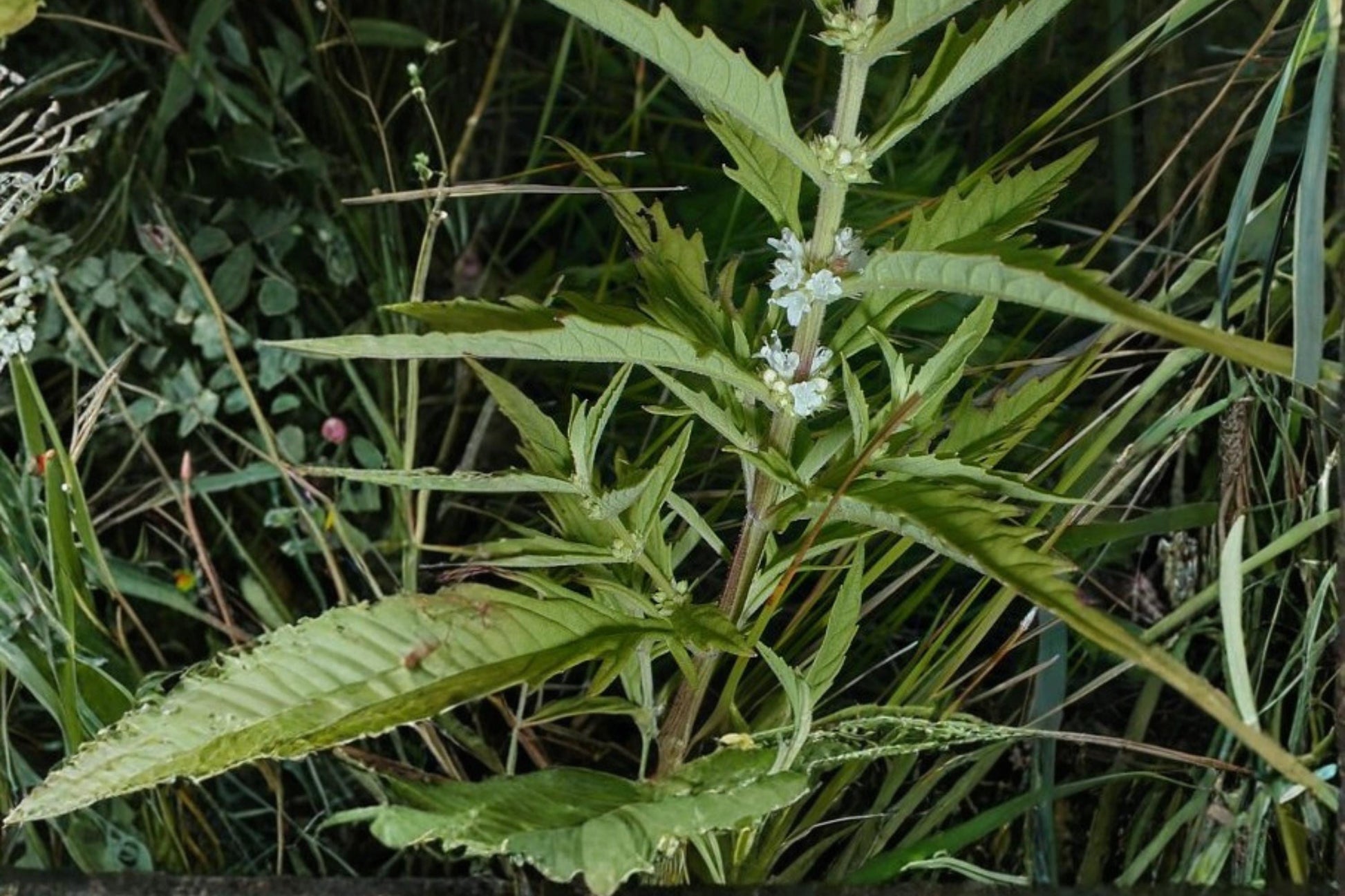 American Bugleweed Seeds 500 Count - Lycopus americanus - Perennial Wetland Plant with White to Pale Purple Flowers
