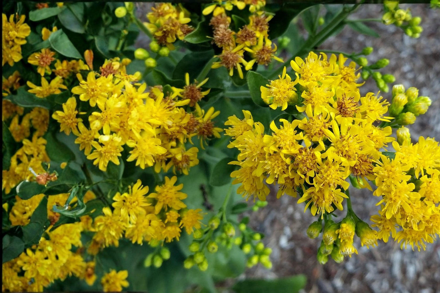Stiff Goldenrod Seeds - 100 Perennial Wildflower Seeds - Bright Yellow Solidago rigida for Prairie Gardens & Pollinators