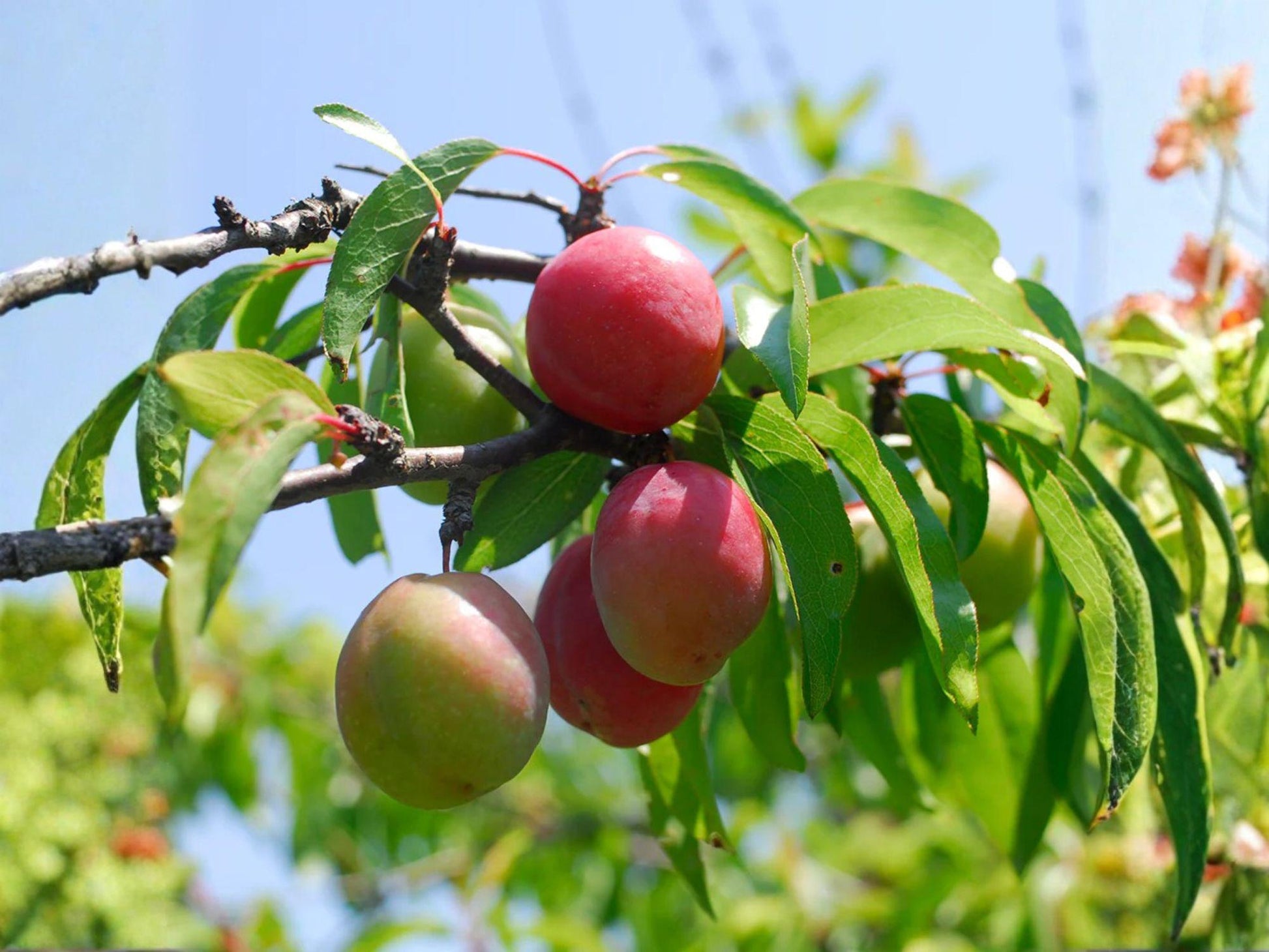 Chickasaw Plum Trees - Bare Root Fruit Trees (10-18 in) - Prunus angustifolia - Native Wildlife Garden, Edible Landscape