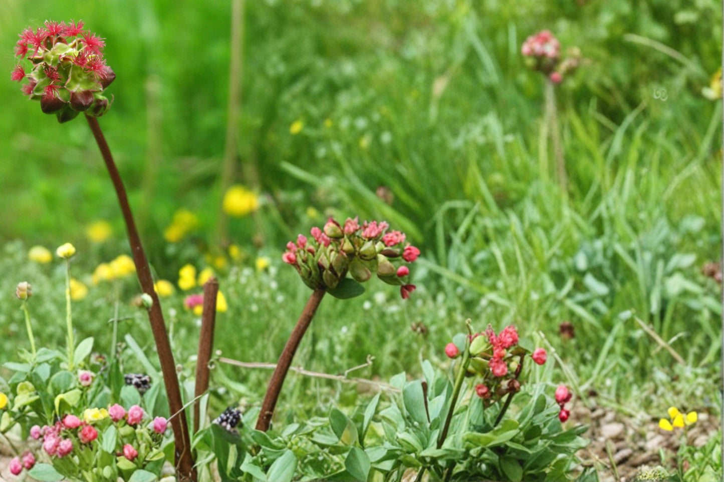 Small Burnet Seeds - 100 Count - Sanguisorba minor - Perennial Herb with Finely Divided Foliage & Subtle Green to Reddish Blooms