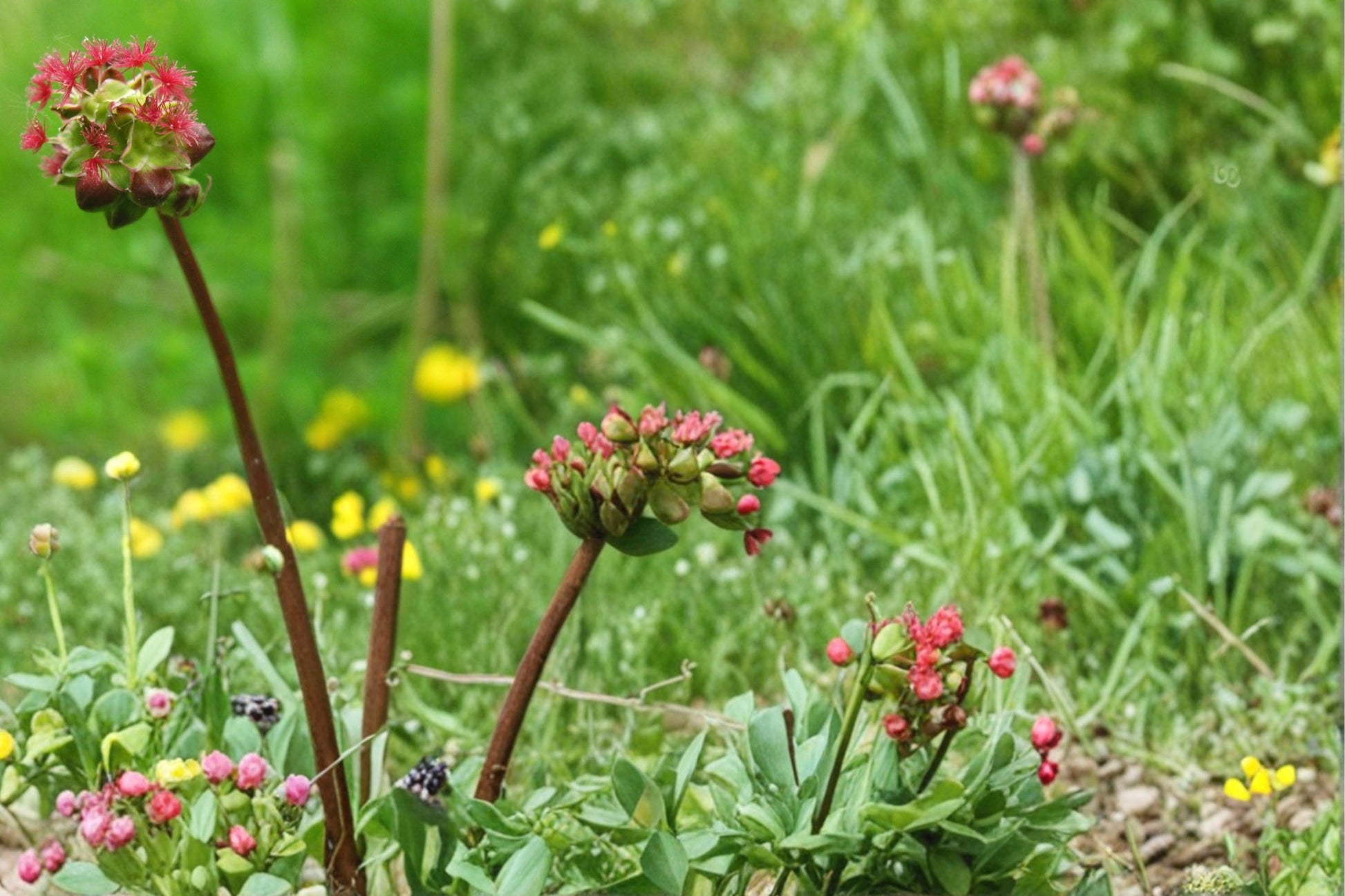 Small Burnet Seeds - 100 Count - Sanguisorba minor - Perennial Herb with Finely Divided Foliage & Subtle Green to Reddish Blooms