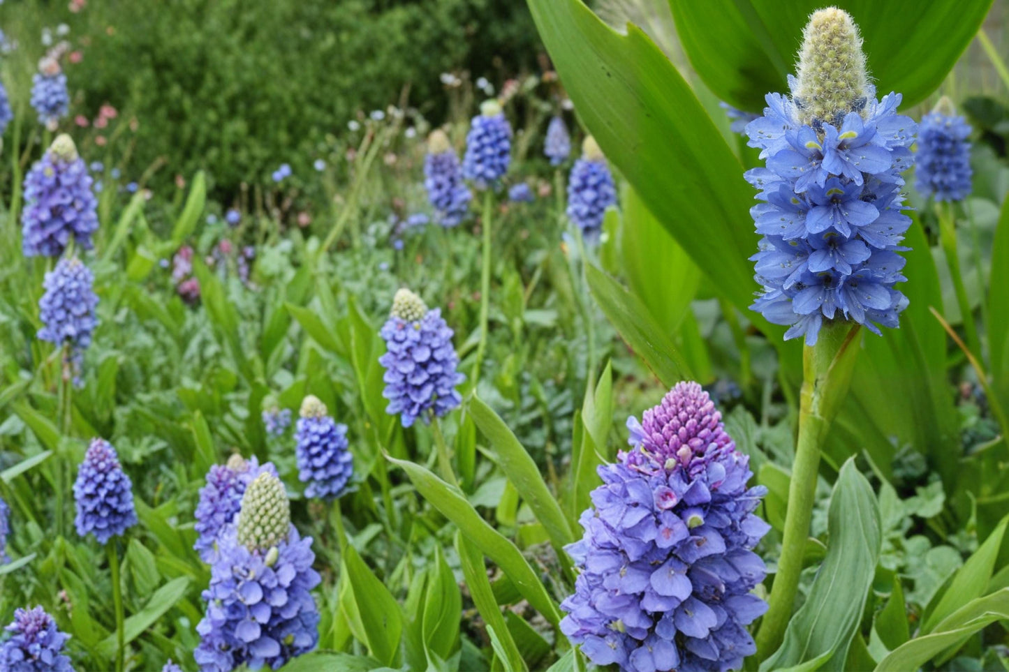Pickerel Weed Seeds - 10 Count - Violet-Blue Flowers - Pontederia cordata - Perennial Aquatic Plant for Water Gardens