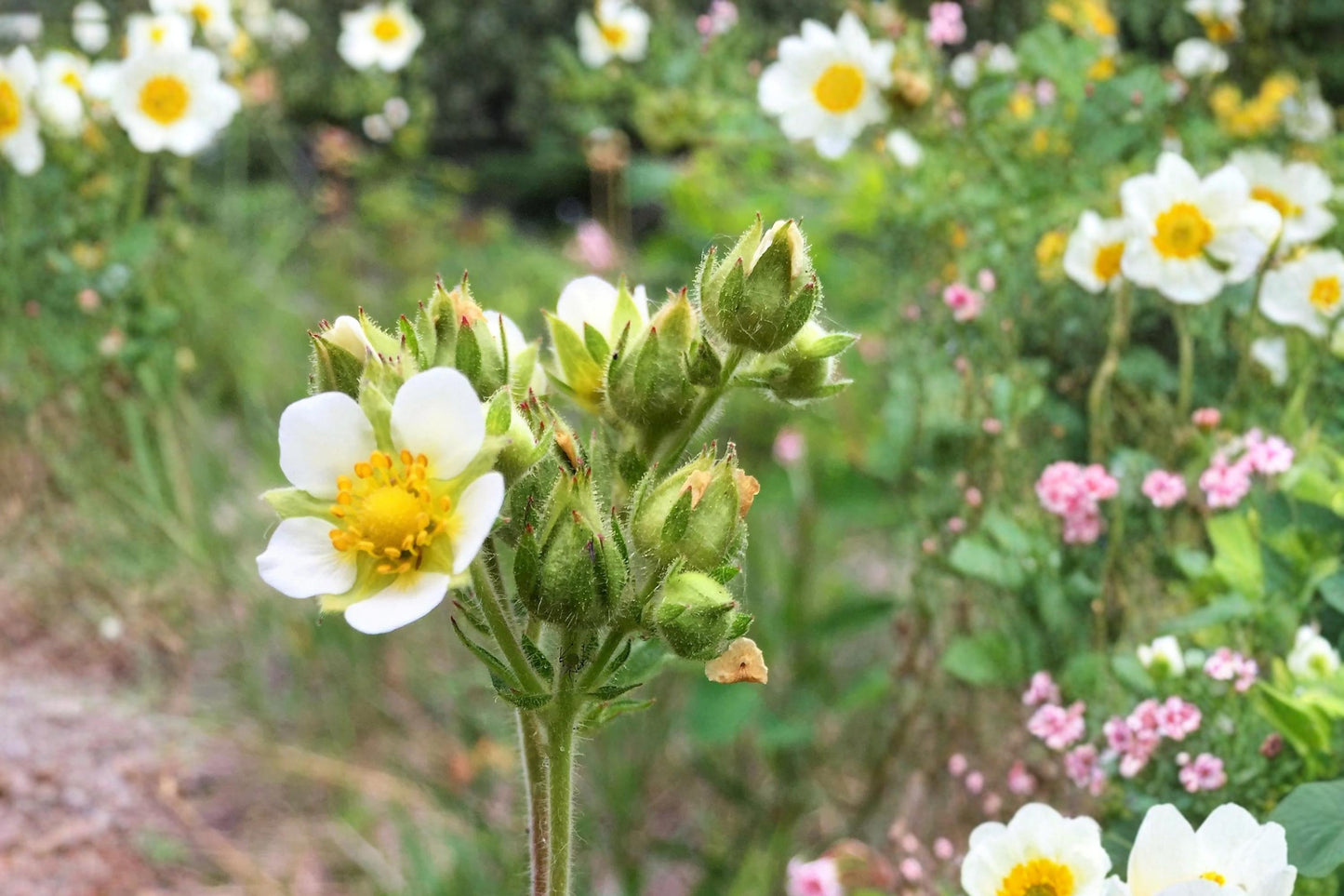 Prairie Cinquefoil 500 Seeds - Potentilla arguta - Yellow Perennial Wildflower for Dry Soils and Pollinator Gardens