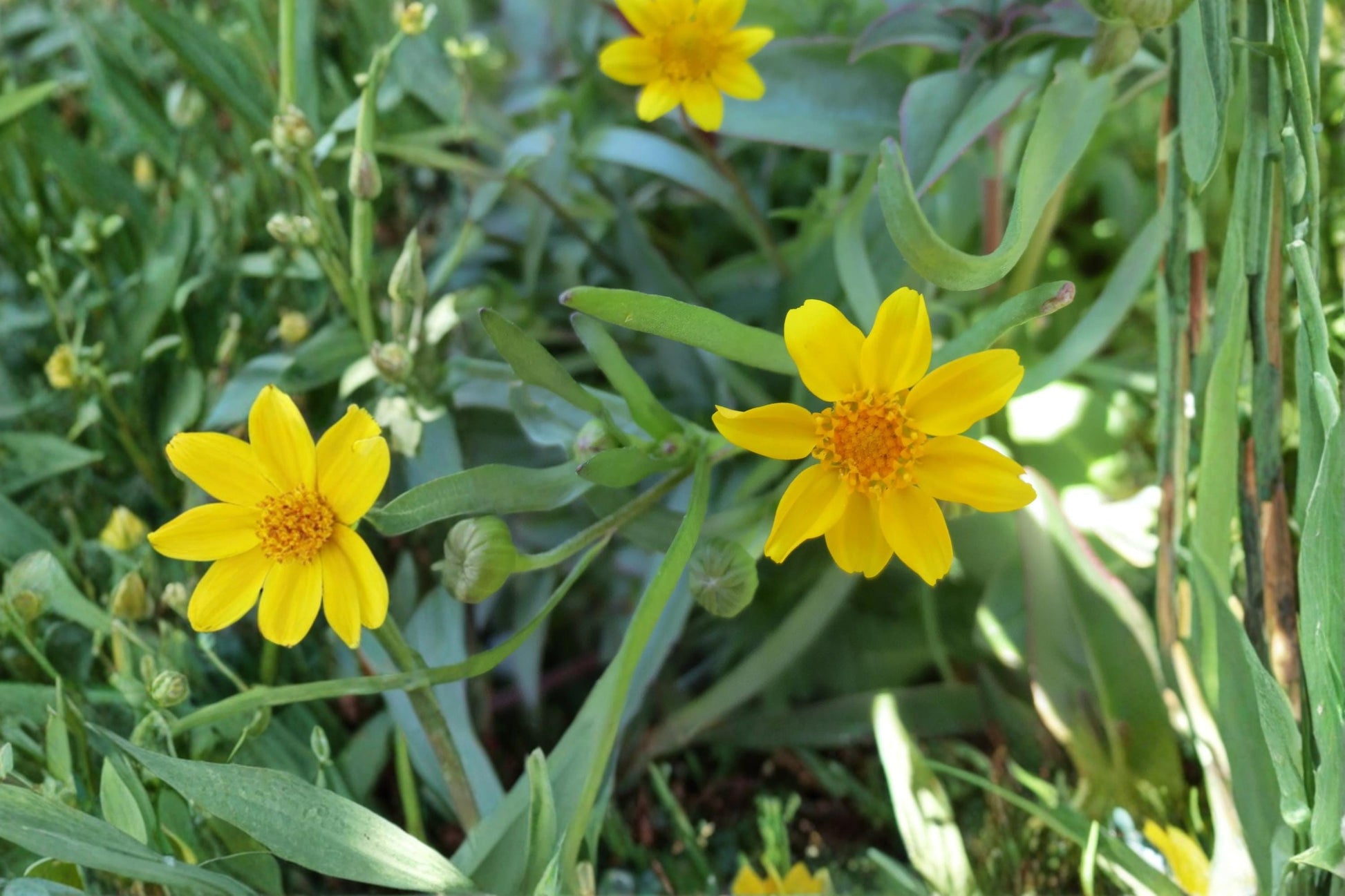 Yellowray Goldfields Seeds - 100 Yellow Wildflower Seeds - Lasthenia glabrata - Annual Meadow Planting for Full Sun