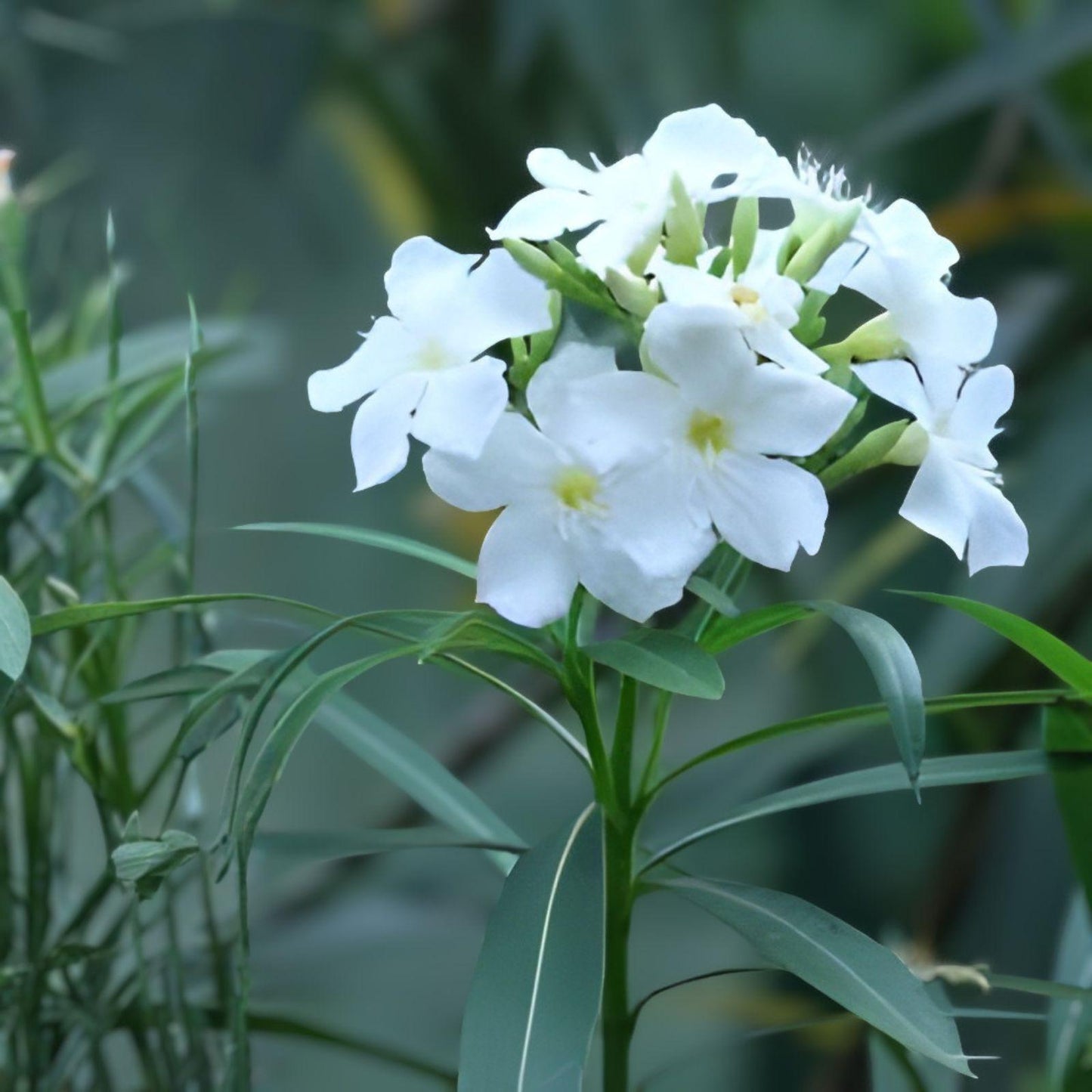 White Oleander Cuttings - 7 Live Unrooted Cuttings - Nerium oleander - Evergreen Shrub with White Blooms