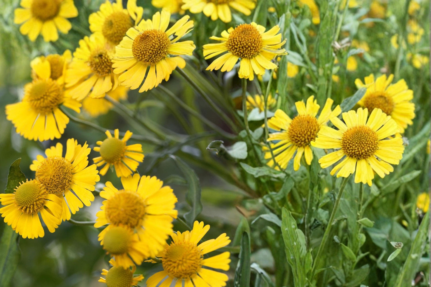 Autumn Sneezeweed Seeds - 100 Seeds - Yellow Perennial Wildflower - Helenium autumnale - Pollinator Friendly Garden Flower