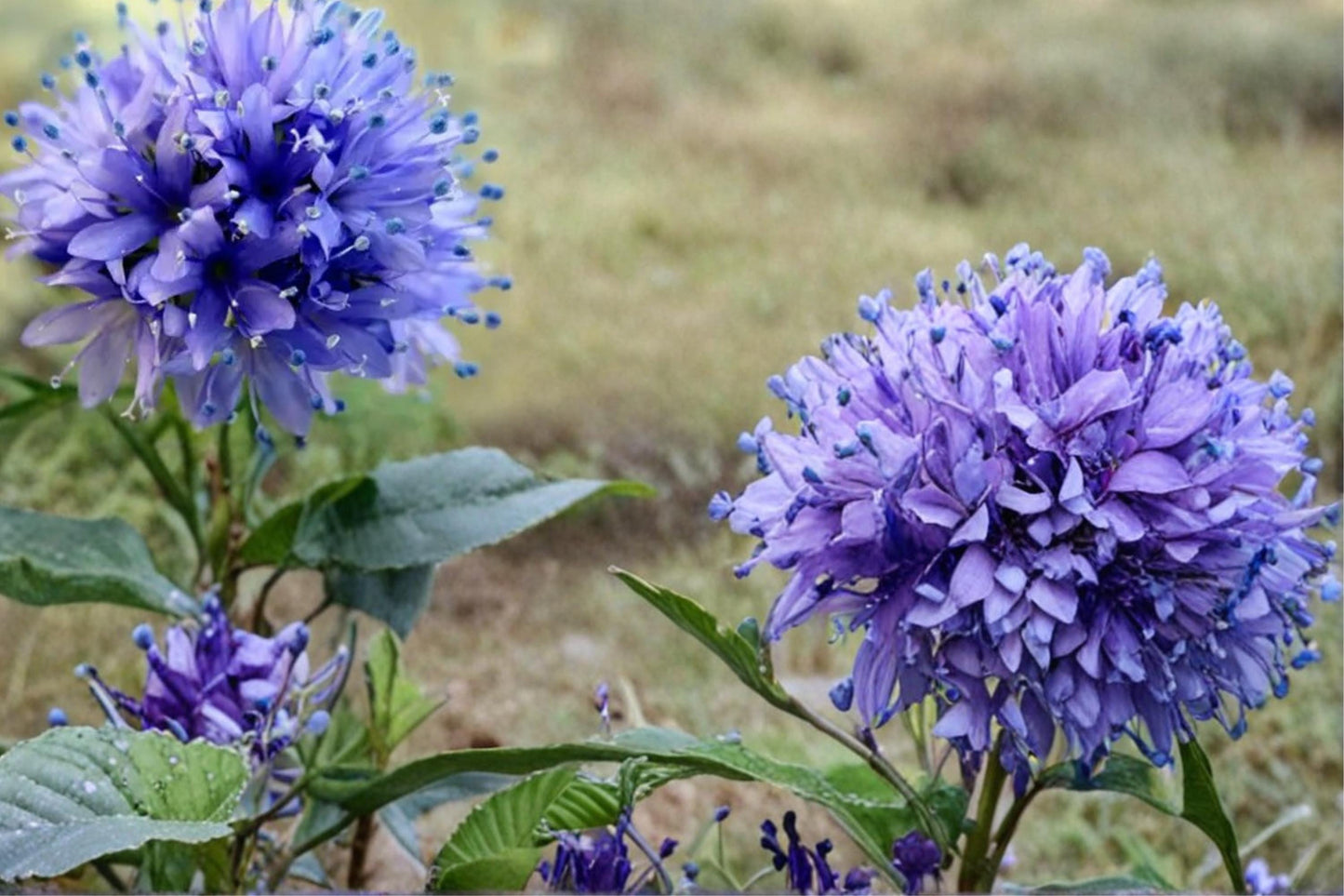 Globe Gilia Seeds - 100 Count - Blue to Lavender Wildflower - Gilia capitata - Annual Pollinator Plant for Garden and Meadows