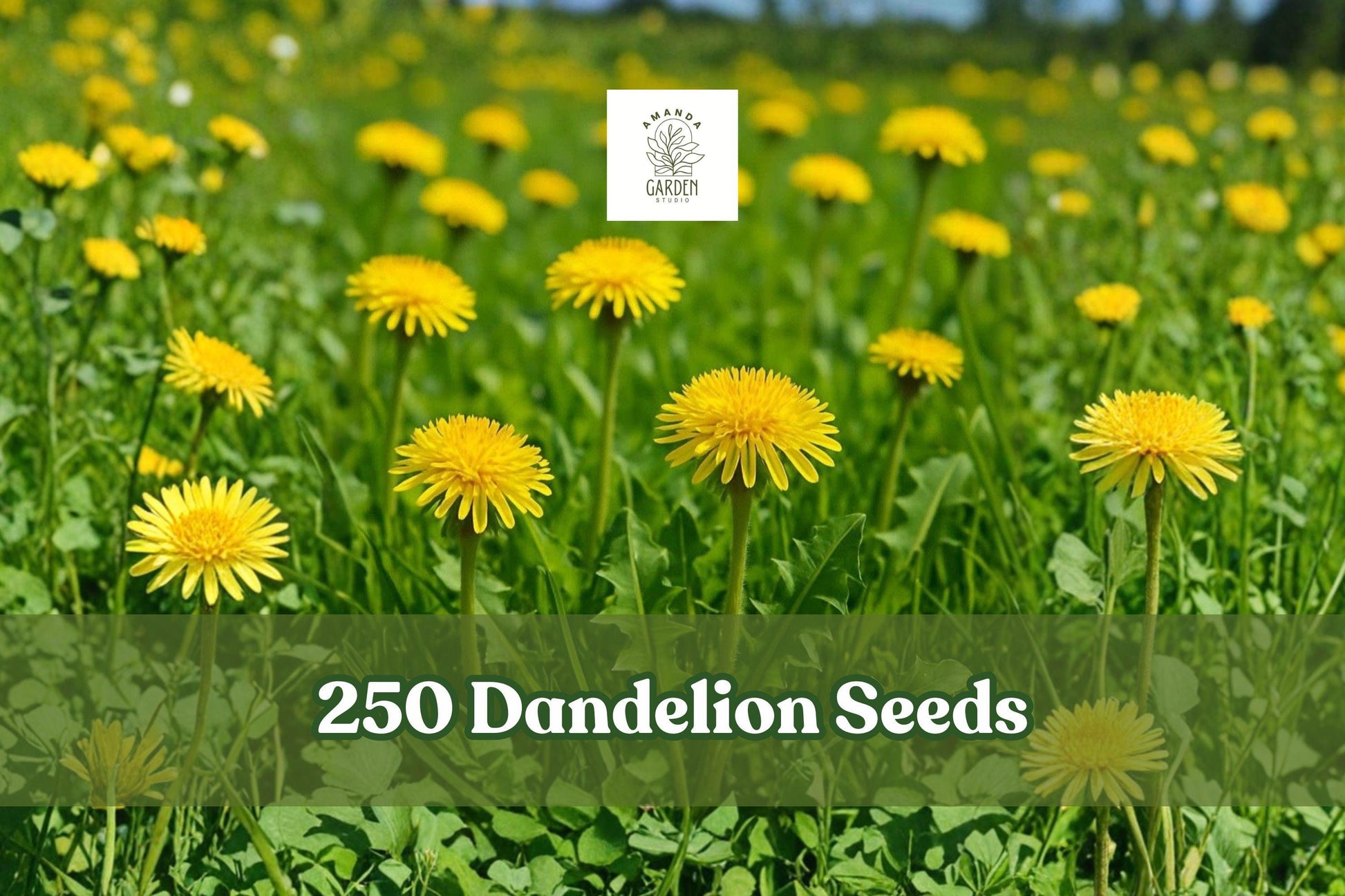 Dandelion Seeds 250 Pack - Yellow Flowering Perennial Herb - Taraxacum officinale - Easy to Grow, Versatile Garden Plant