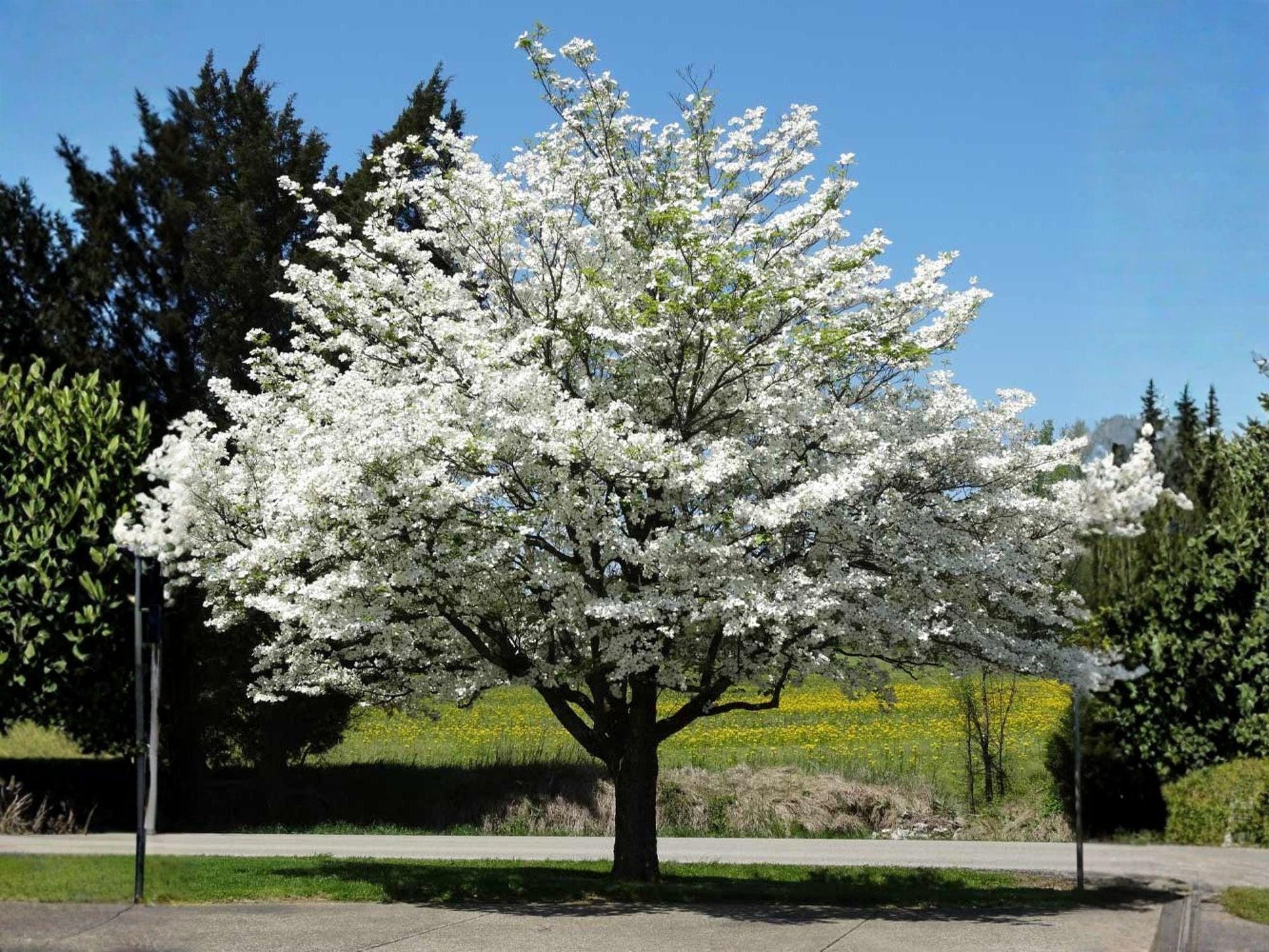White Flowering Dogwood Trees 2 ft Tall - Cornus florida - Live Ornamental Plants for Spring Blooms & Wildlife Garden
