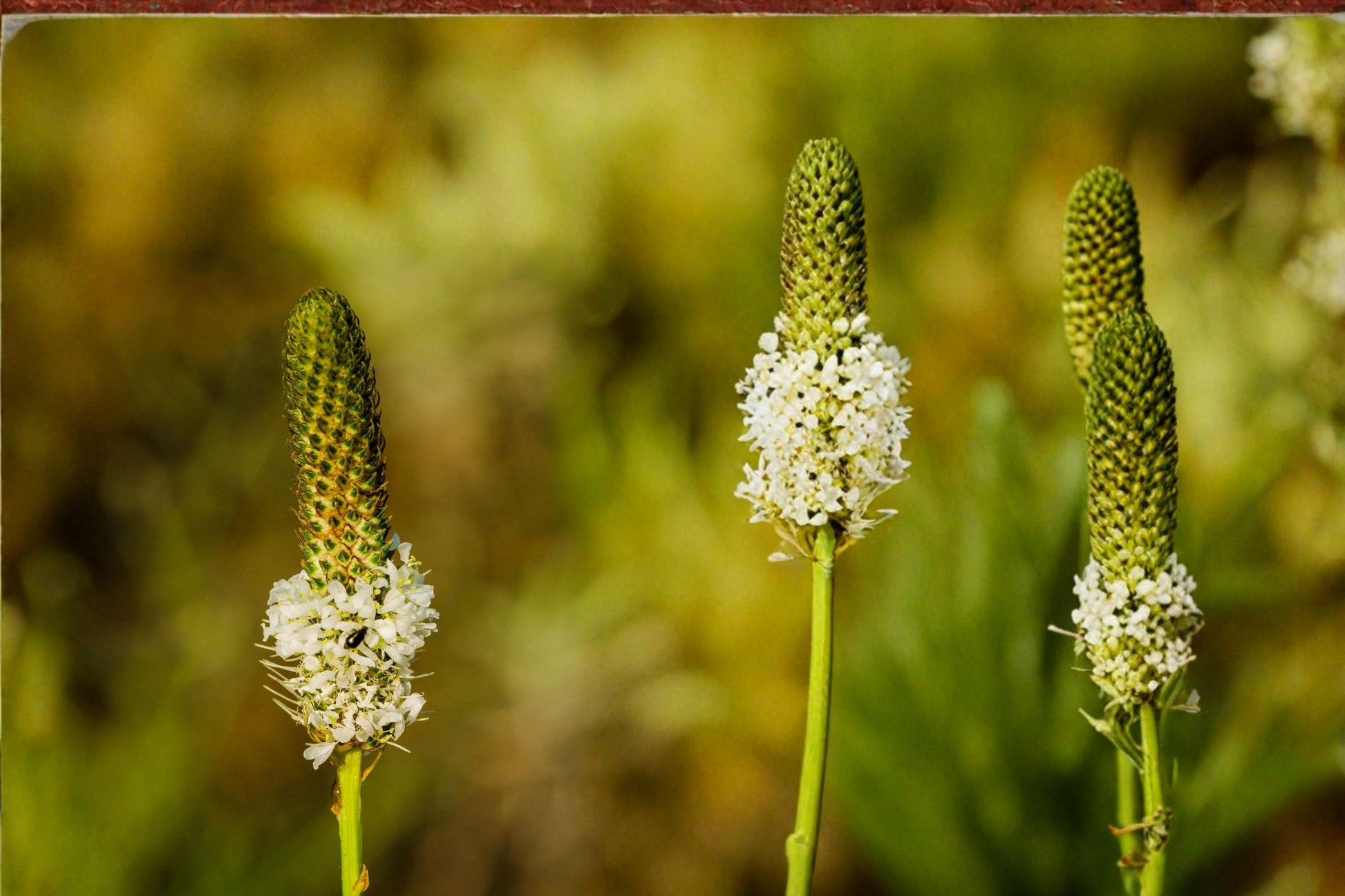 White Prairie Clover Seeds - 100 Perennial Seeds - Dalea candida - White Wildflower for Pollinators, Drought Tolerant, Native Plant