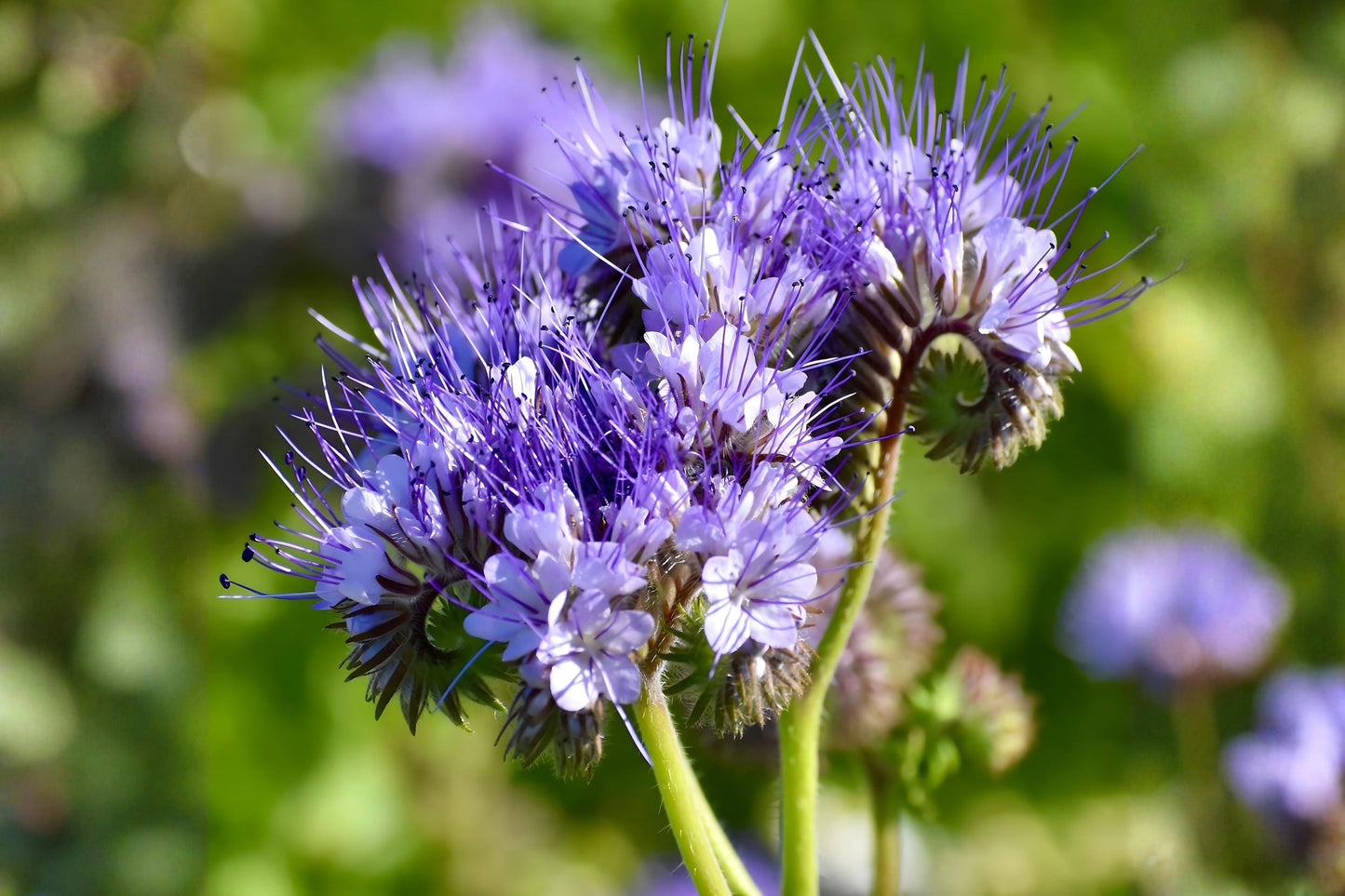 Lacy Phacelia Seeds (100) - Fast-Growing Bee Flower, Lavender-Blue Blooms, Phacelia tanacetifolia, Ideal for Pollinators