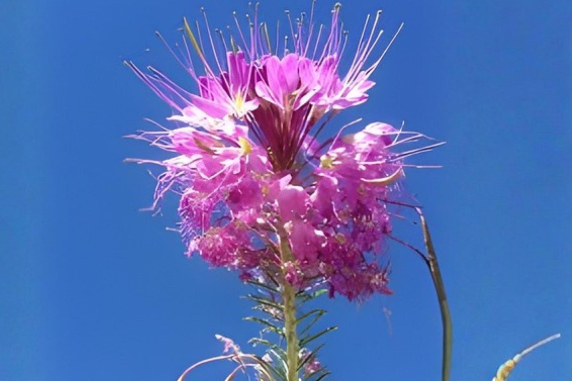 Rocky Mountain Bee Plant Seeds | 75 Count | Vibrant Pink-Purple Blooms | Cleome serrulata | Attract Pollinators