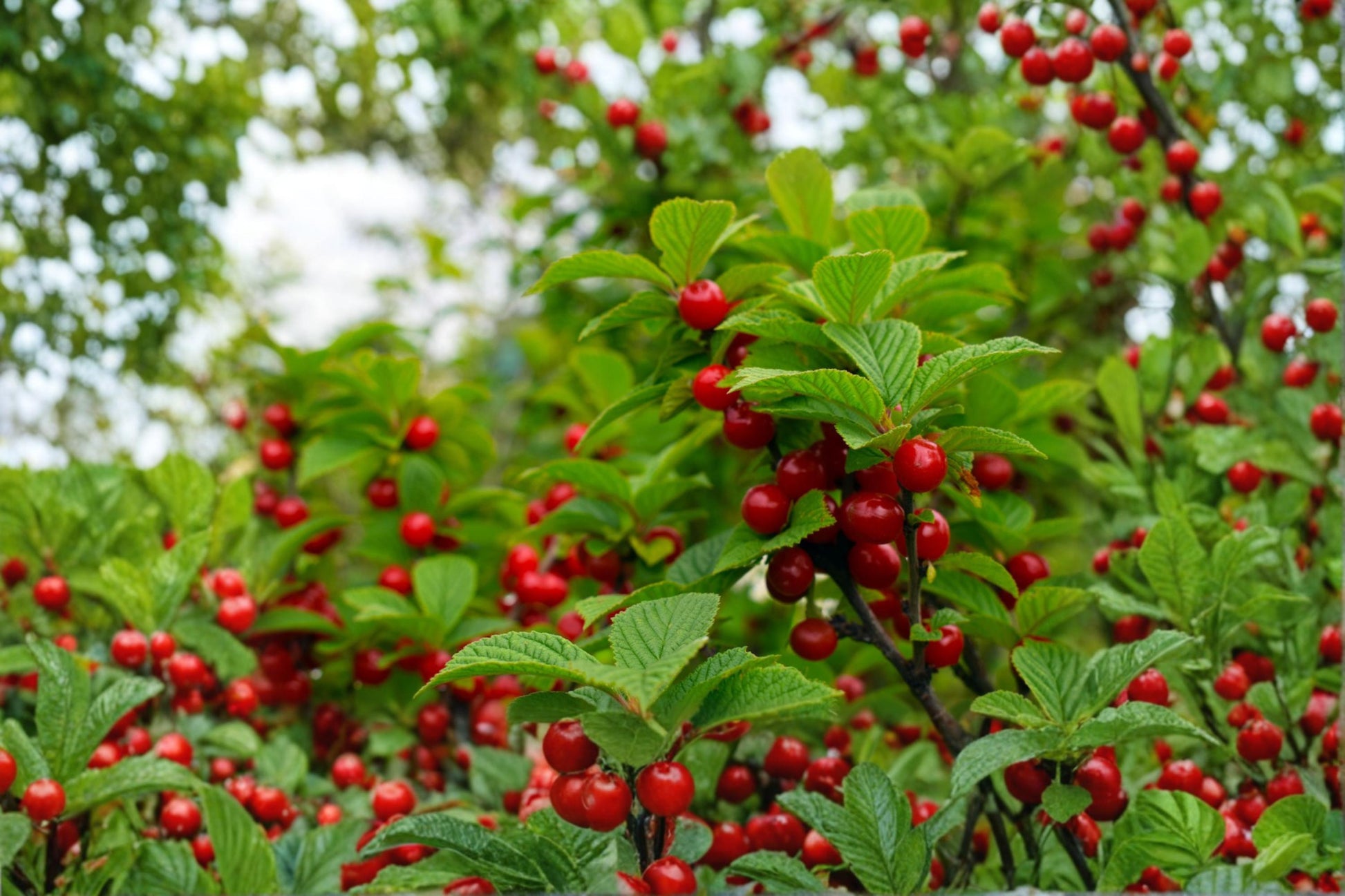 Nanking Cherry Seeds 10 Pack - Prunus tomentosa - Deciduous Shrub with White Blossoms & Red Fruit - Hardy Garden Plant