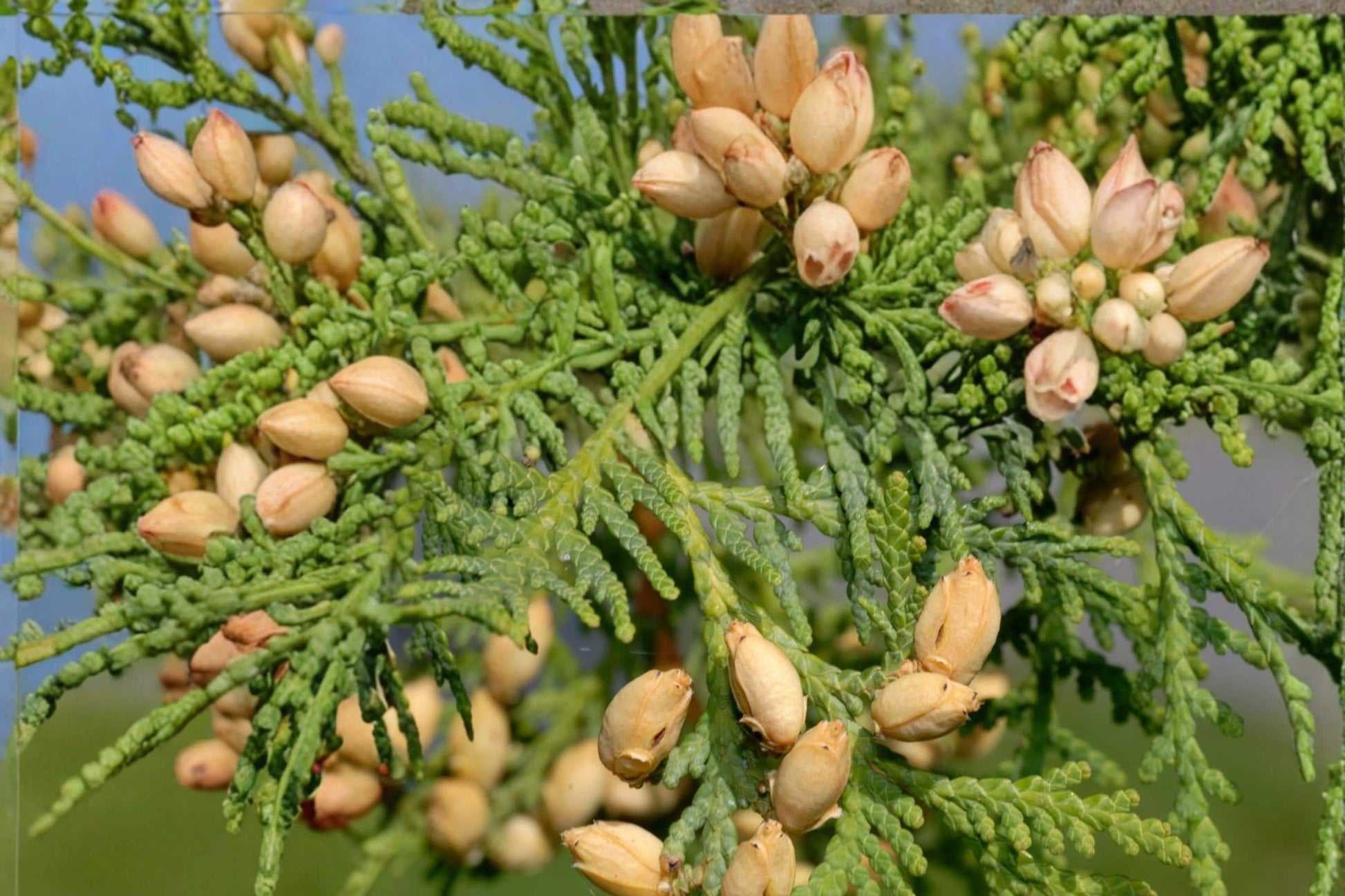 Eastern Arborvitae Seeds - Thuja occidentalis - Evergreen Conifer for Hedges & Screens - 50 Seeds - Dense Green Foliage