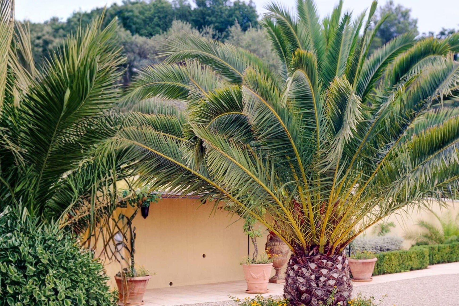 Canary Date Palm Seeds 10 Pack - Phoenix canariensis - Evergreen Palm with Arching Fronds for Warm Climates and Landscapes