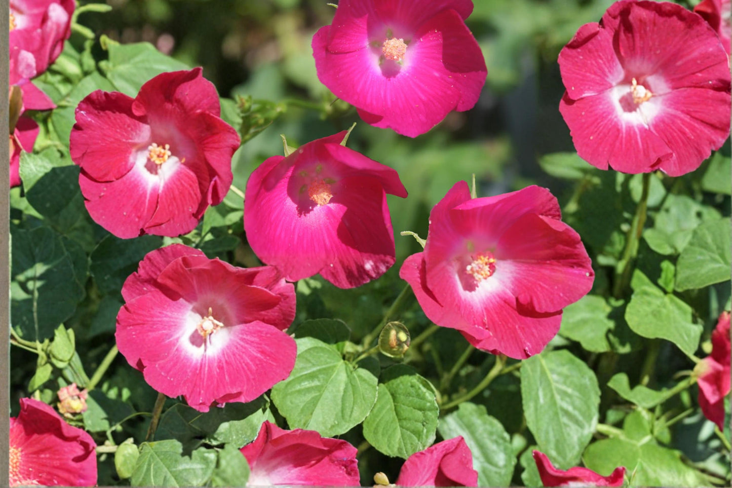 Bush’s Poppy Mallow Seeds - 10 Seeds, Magenta Cup-Shaped Blooms, Callirhoe bushii, Perennial Wildflower for Pollinators