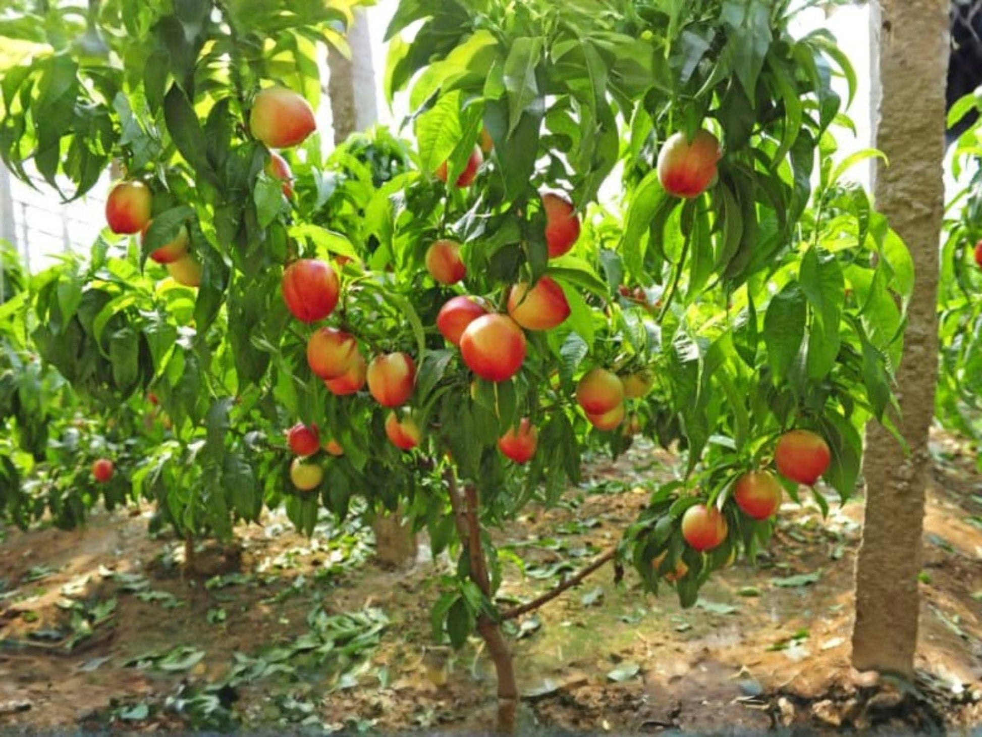 Mericrest Nectarine Fruit Tree - 2 ft Live Plant - Prunus persica - Smooth-Skinned Yellow Flesh Nectarines - Home Orchard Tree
