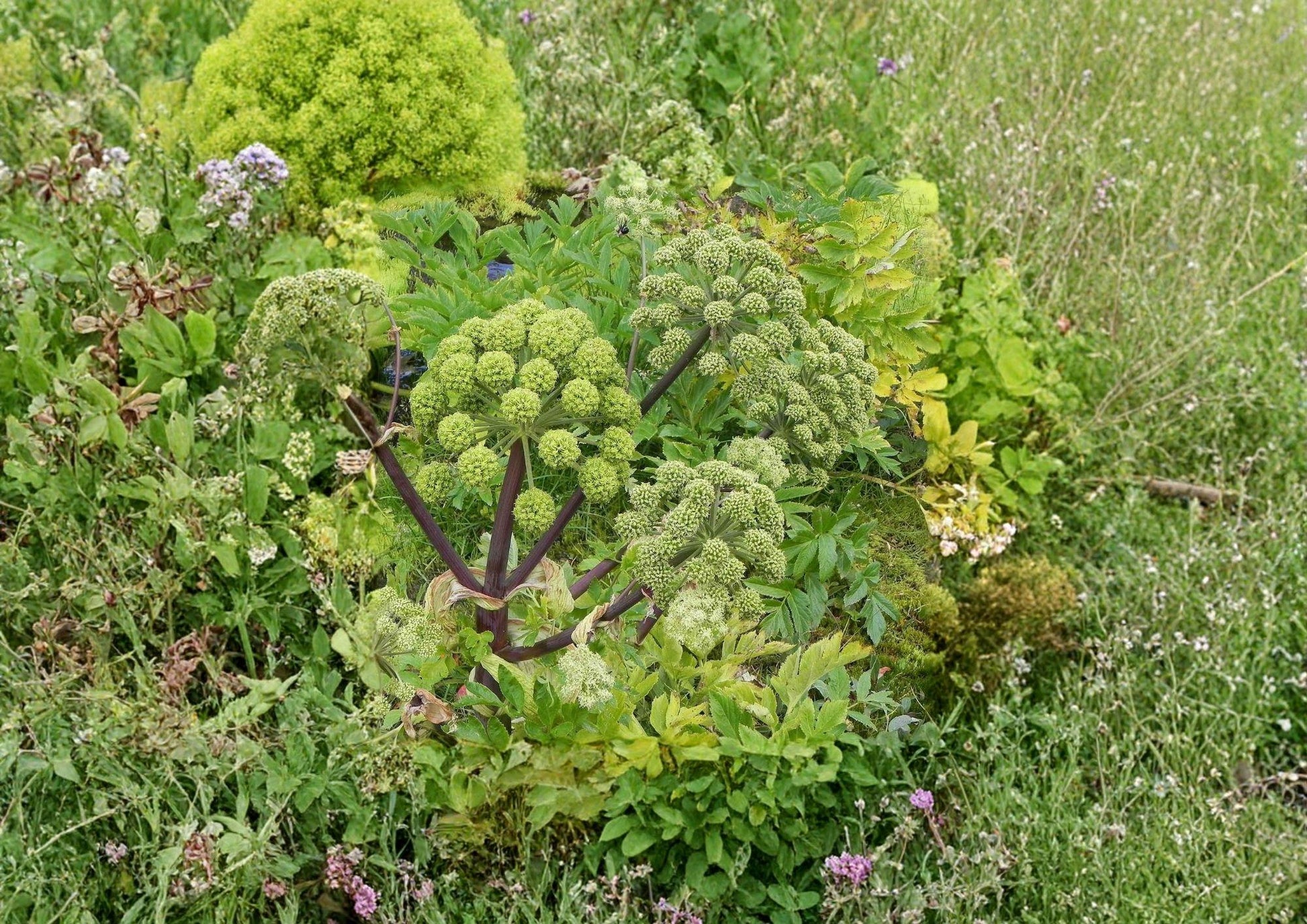 30 Angelica Holy Ghost Seeds | Biennial Heirloom Culinary & Medicinal Herb | Fragrant Licorice | Angelica archangelica