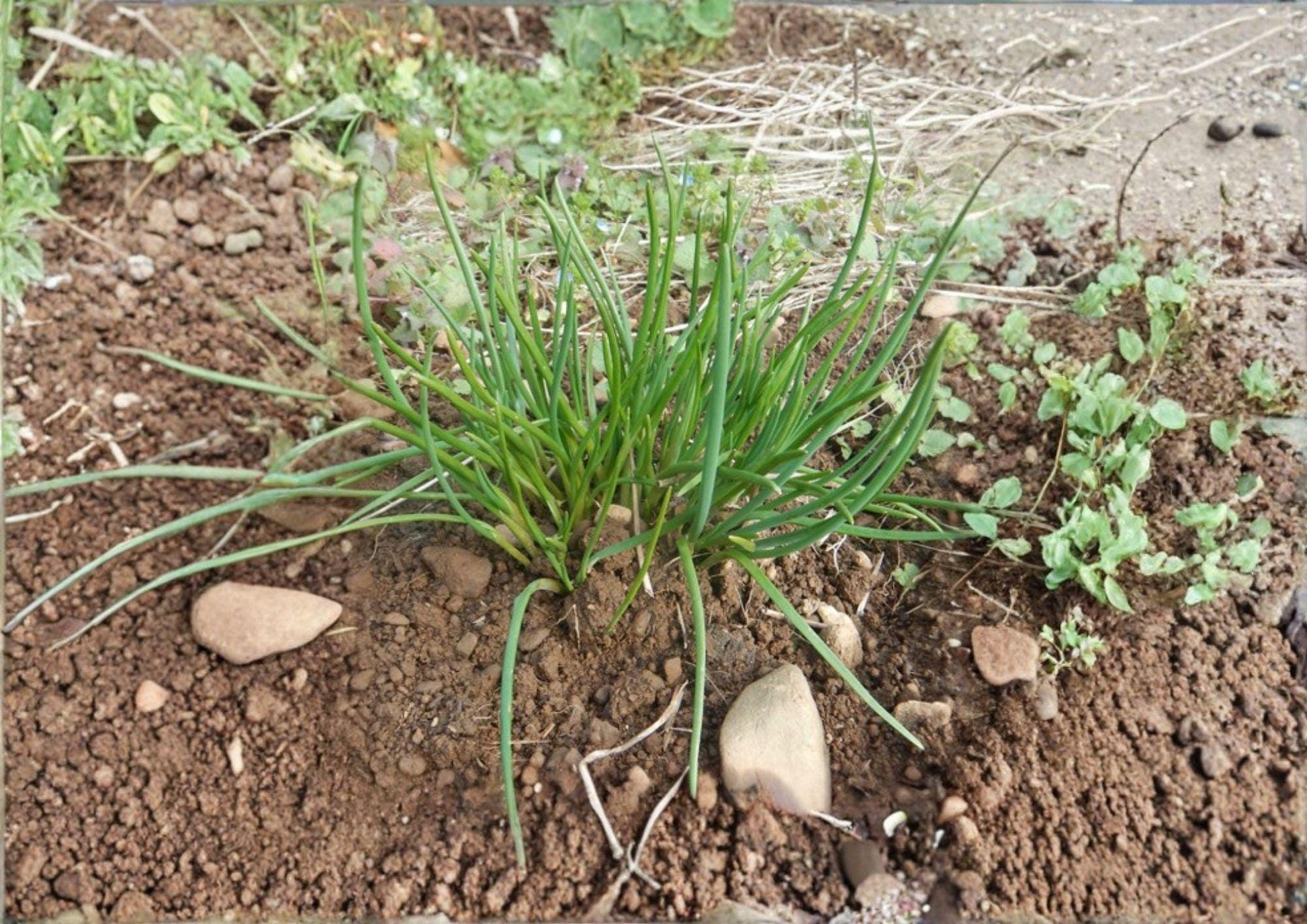 Chives Seeds - 250 Non-GMO Aromatic Culinary Herb Allium Schoenoprasum for Garden Planting - Perennial Green Onion Herb