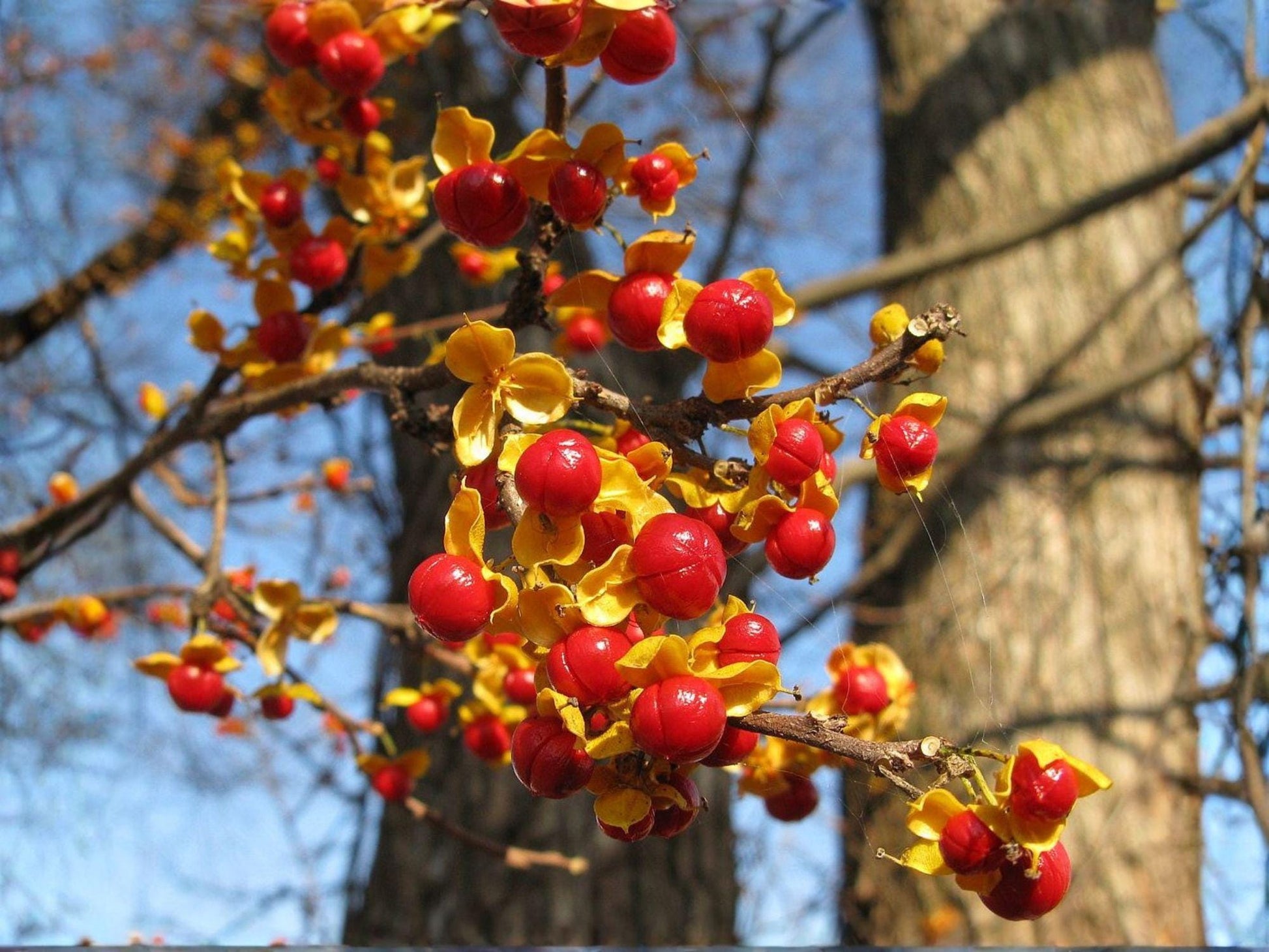 American Bittersweet Vine - 2 Live Plants 12-18 Inches - Celastrus scandens Climbing Perennial with Bright Orange-Yellow Berries