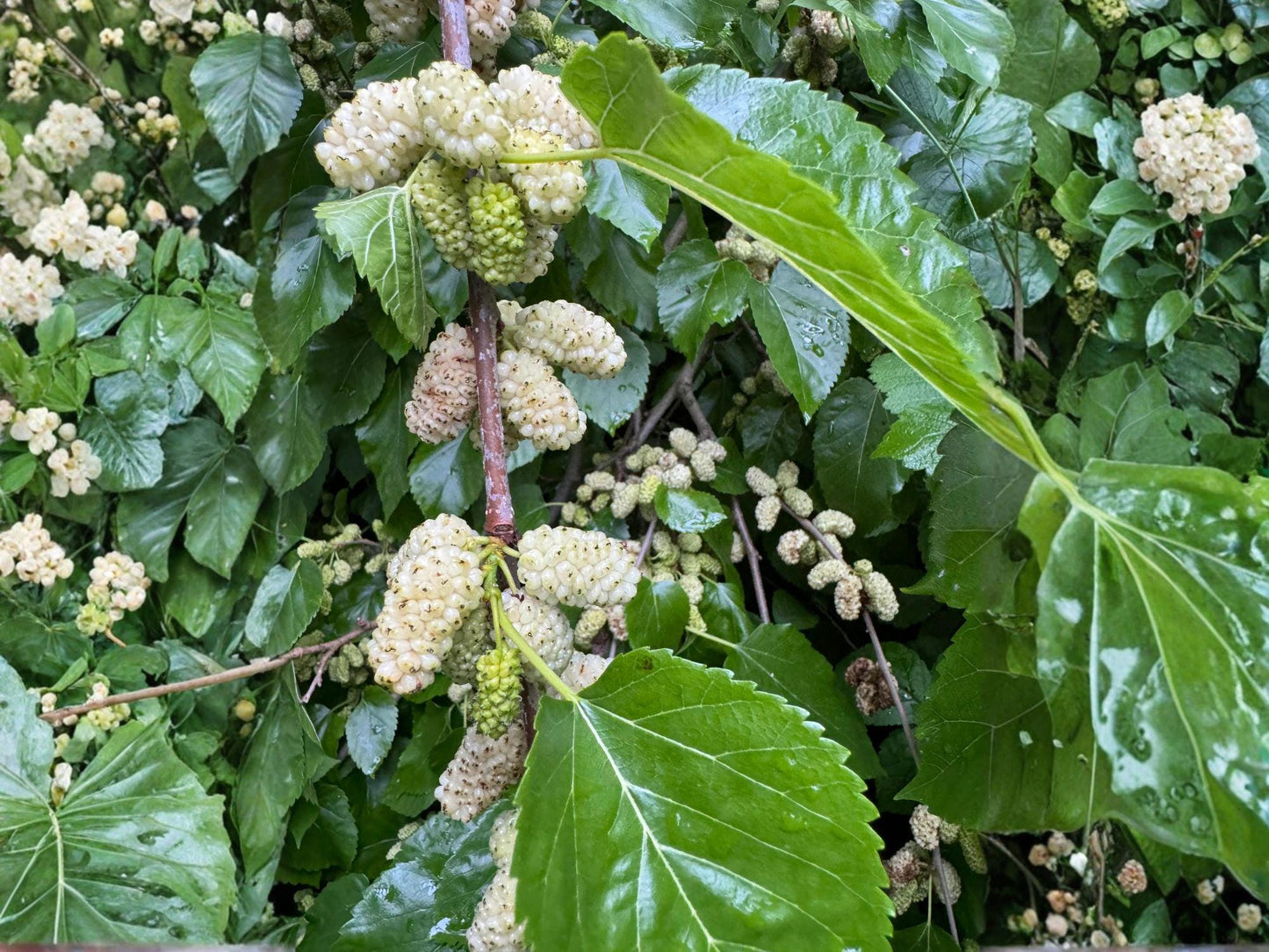 2 White Mulberry Saplings – 18 Inch Sweet Fruit Trees – Morus alba – Hardy Deciduous Plants for Edible Gardens and Wildlife