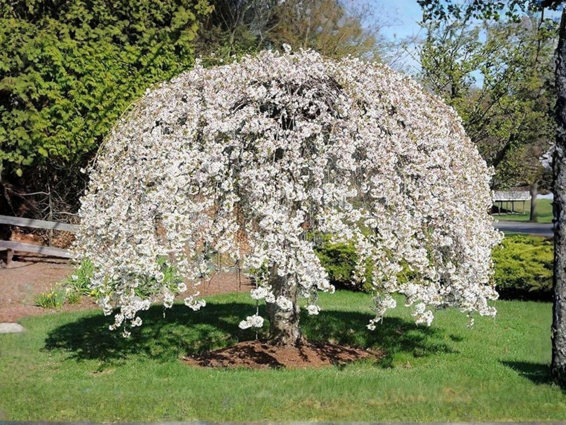 Weeping Yoshino Cherry Tree - 1 Ft Ornamental Flowering Prunus yedoensis - Pale Pink Spring Blooms, Cascading Branches