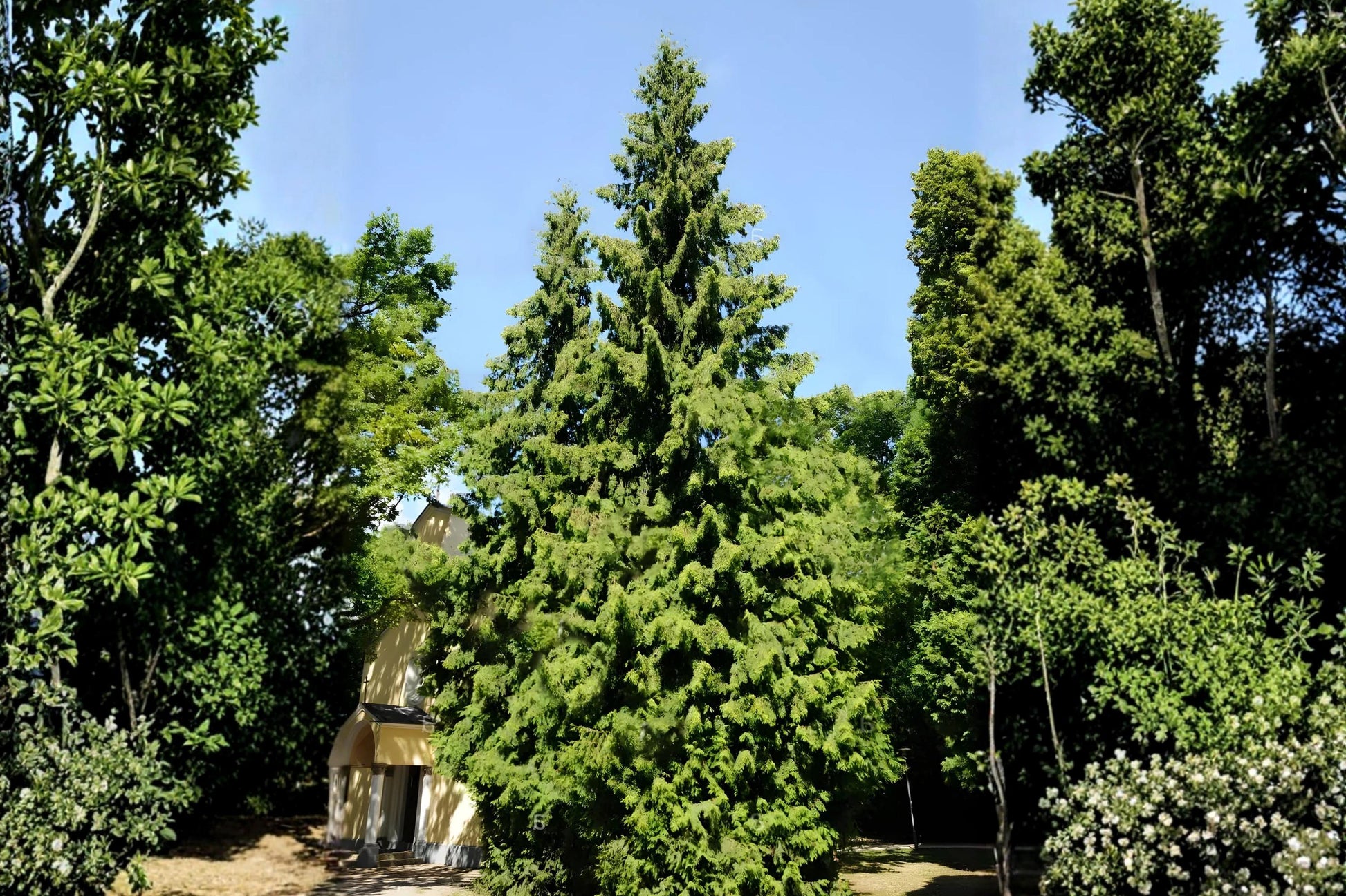 Arborvitae Seeds (50) | Eastern Arborvitae | Thuja occidentalis | Evergreen White Cedar for Hedges & Landscaping