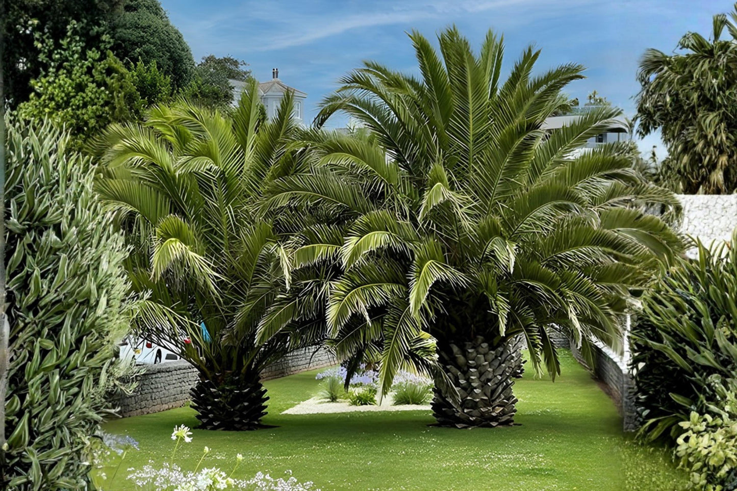 Canary Date Palm Seeds (10) | Phoenix canariensis | Drought Tolerant Ornamental Palm for Tropical Gardens and Patios