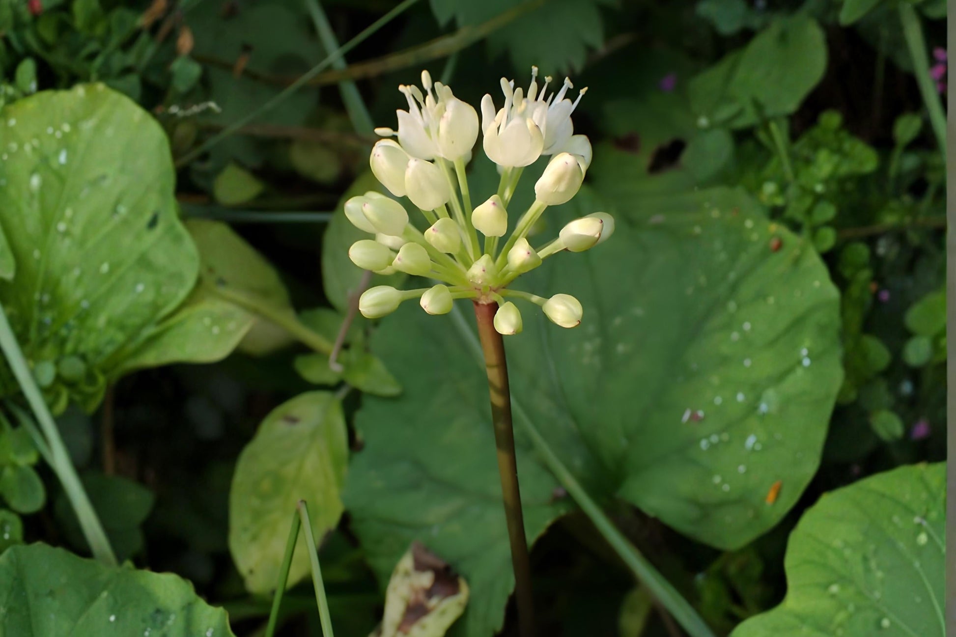 Wild Leek Seeds (10) | Ramp Seeds - Edible Allium tricoccum for Foraging Gardens, Garlic-Onion Flavor