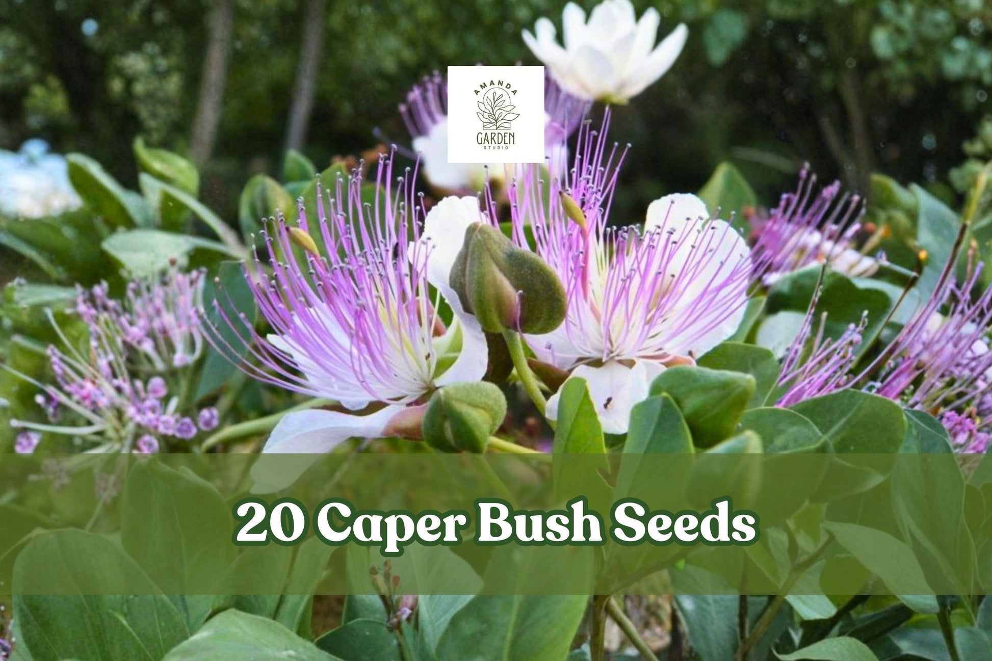 Caper Bush Seeds - 20 Pack - White Flowers with Purple Stamens - Capparis spinosa - Drought-Tolerant Mediterranean Shrub