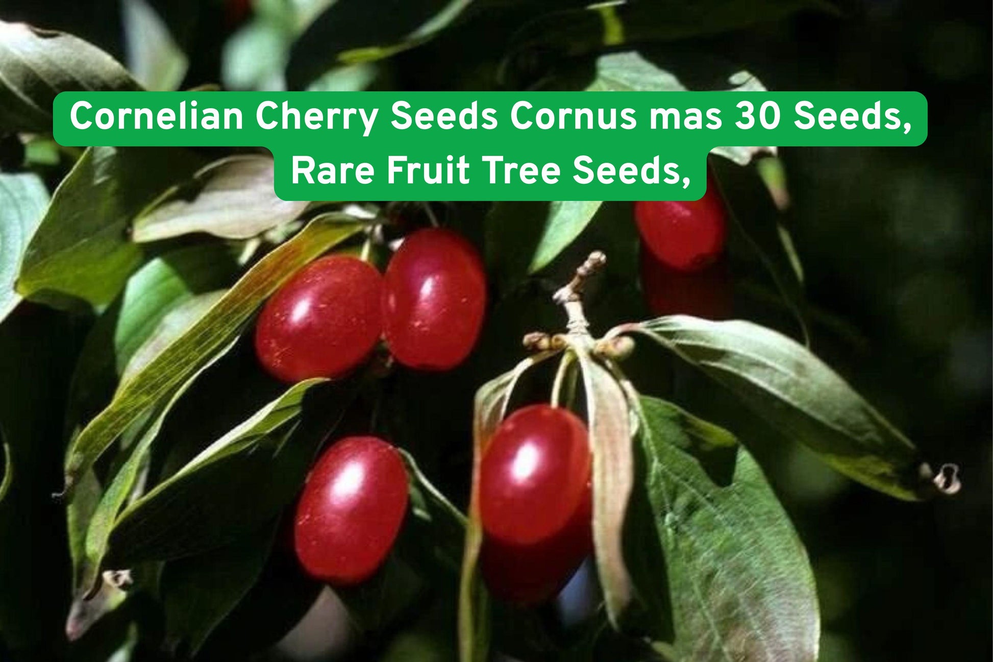 Cornelian Cherry Seeds - 30 Seeds, Rare Edible Fruit Tree, Cornus mas, Yellow Flowers, Red Fruits, Cold Hardy, Unique Garden Plant