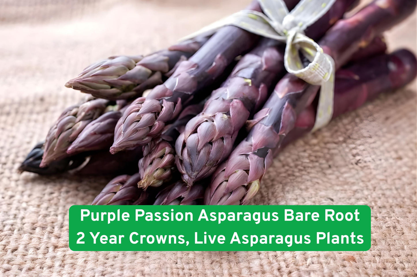 Purple Passion Asparagus Crowns - 2-Year Bare Root Live Plants, Sweet Purple Spears, Asparagus officinalis for Edible Gardens