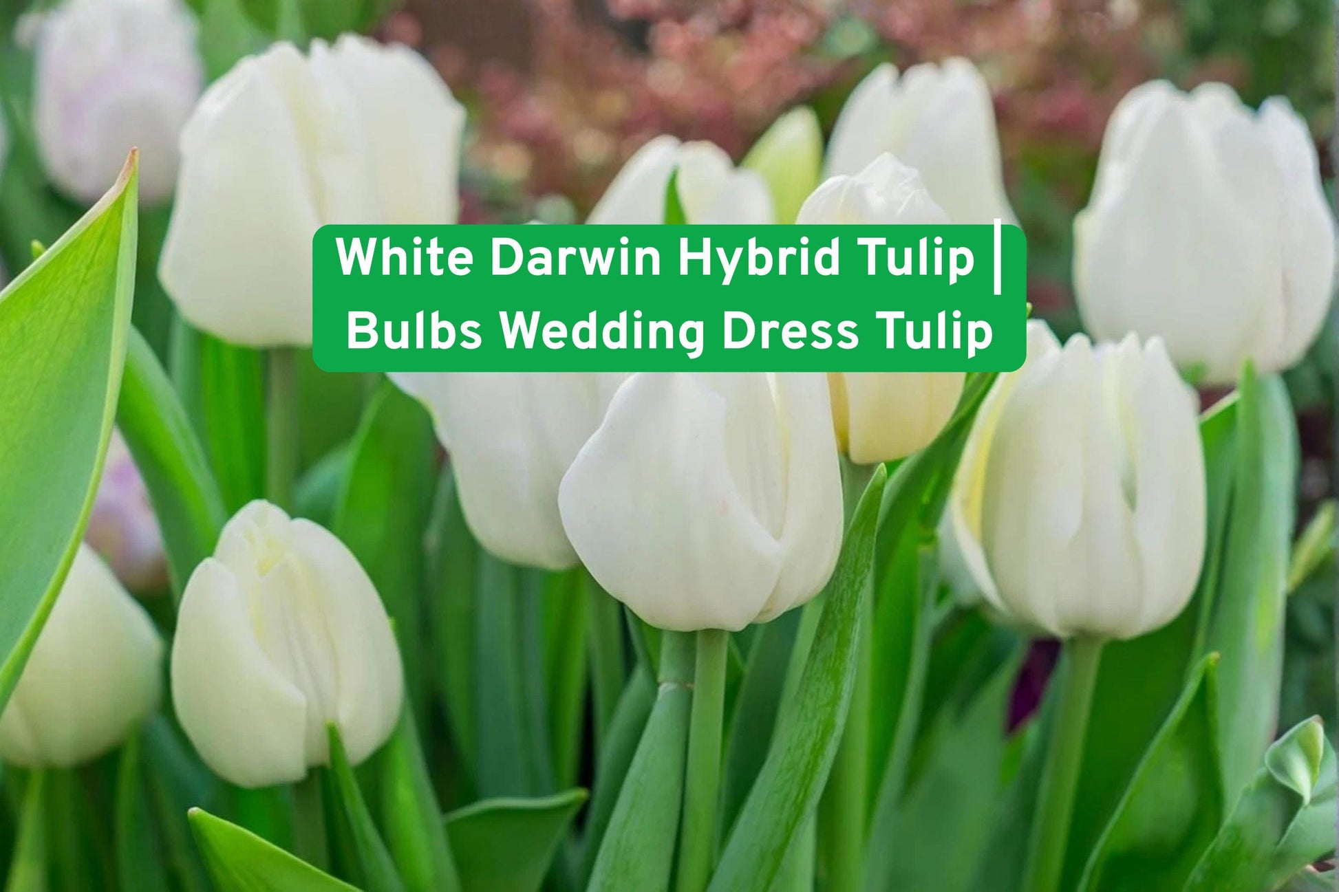 White Darwin Hybrid Tulip Bulbs - 5 Premium Bulbs for Elegant Spring Gardens, Wedding Decor, and Cut Flowers (Tulipa spp.)