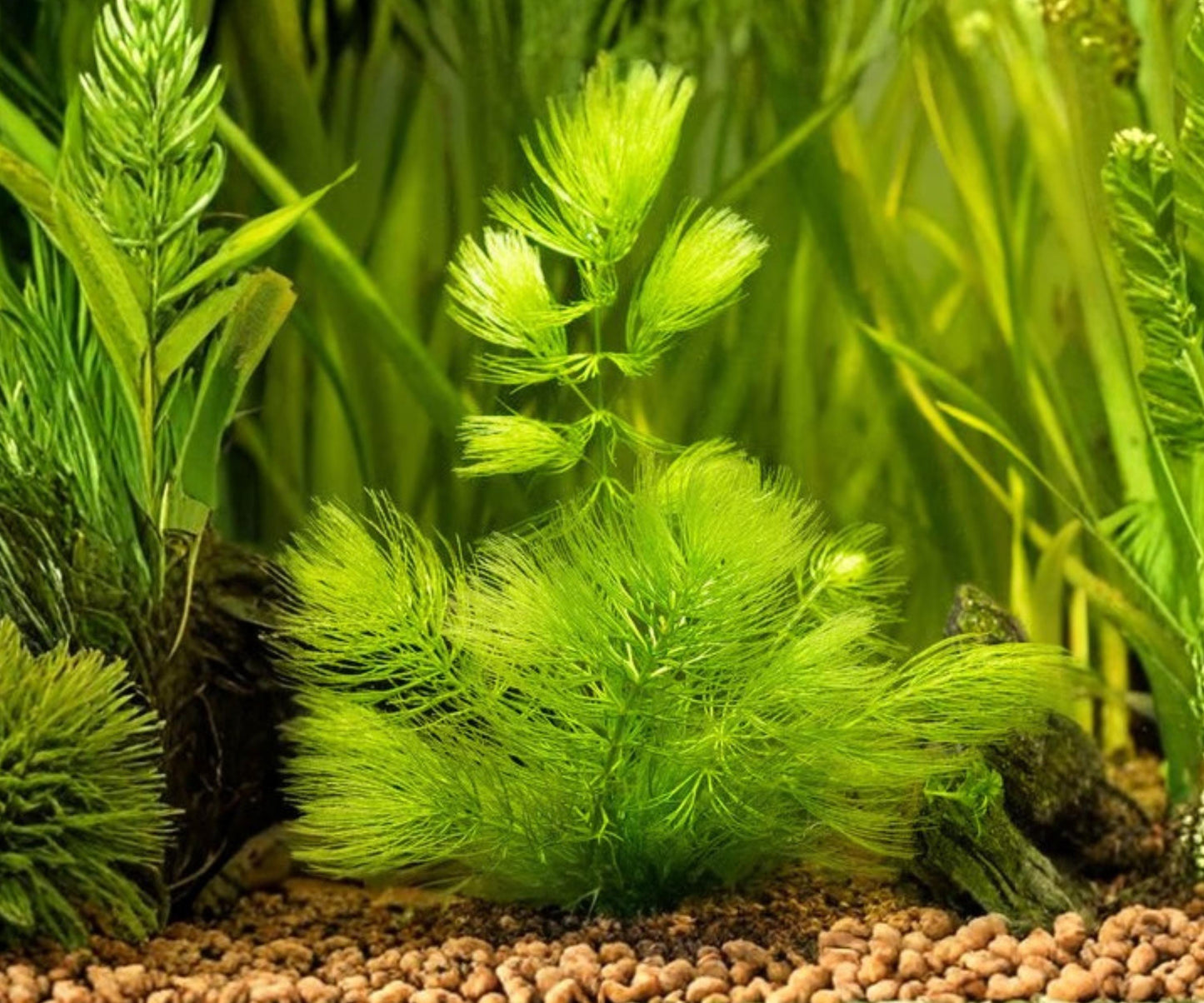 Hornwort Aquarium Plant - Live Ceratophyllum demersum - Floating Oxygenating Aquatic Plant for Fish Tank & Pond
